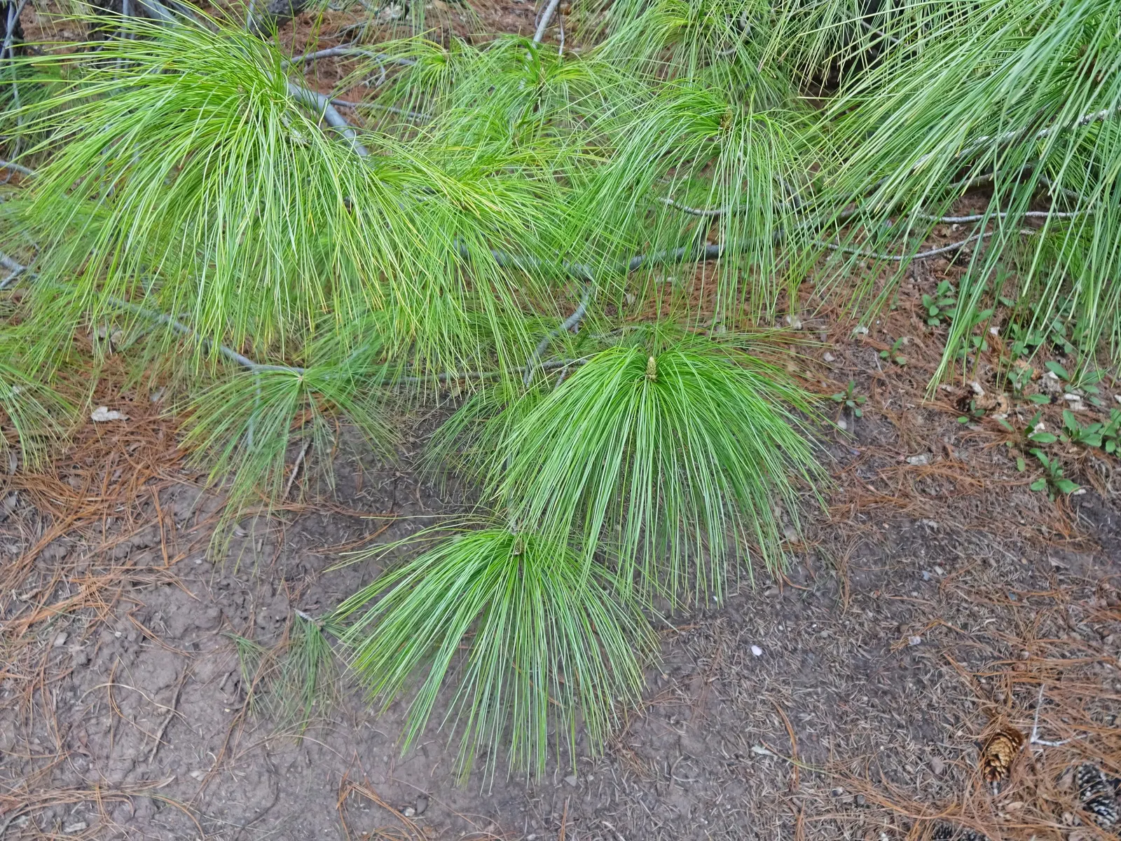 Weeping Eastern White Pine (Pinus Strobus 'Pendula') — this hardy pine thrives in USDA Zones 3-8 and prefers full sun to partial shade with, image 26