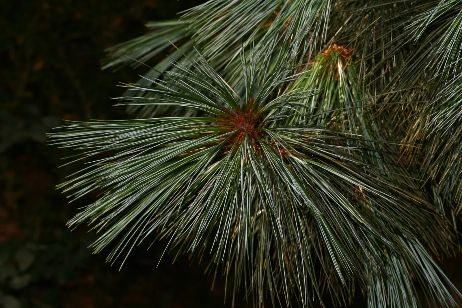 Weeping Eastern White Pine (Pinus Strobus 'Pendula') — although this specimen is somewhat drought-tolerant once established.<br><br>The slender
