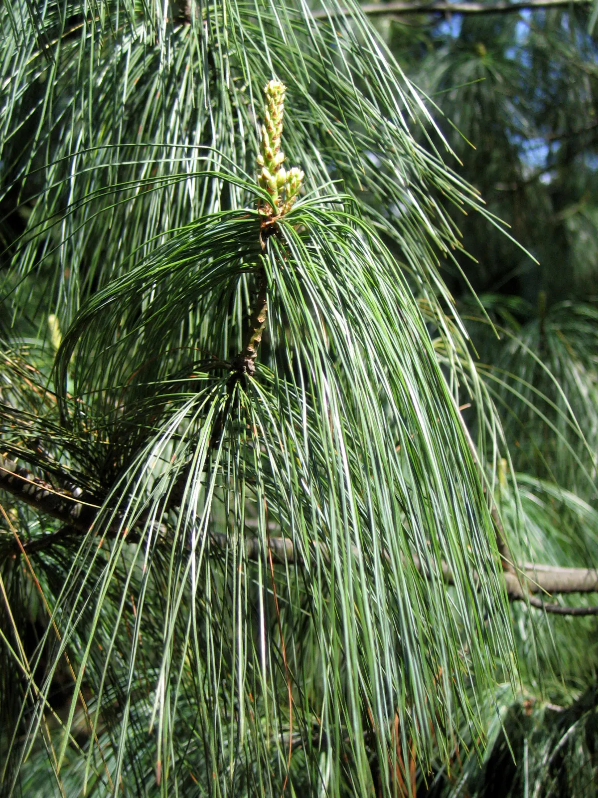 Weeping Eastern White Pine (Pinus Strobus 'Pendula') — Regular watering promotes optimal growth
