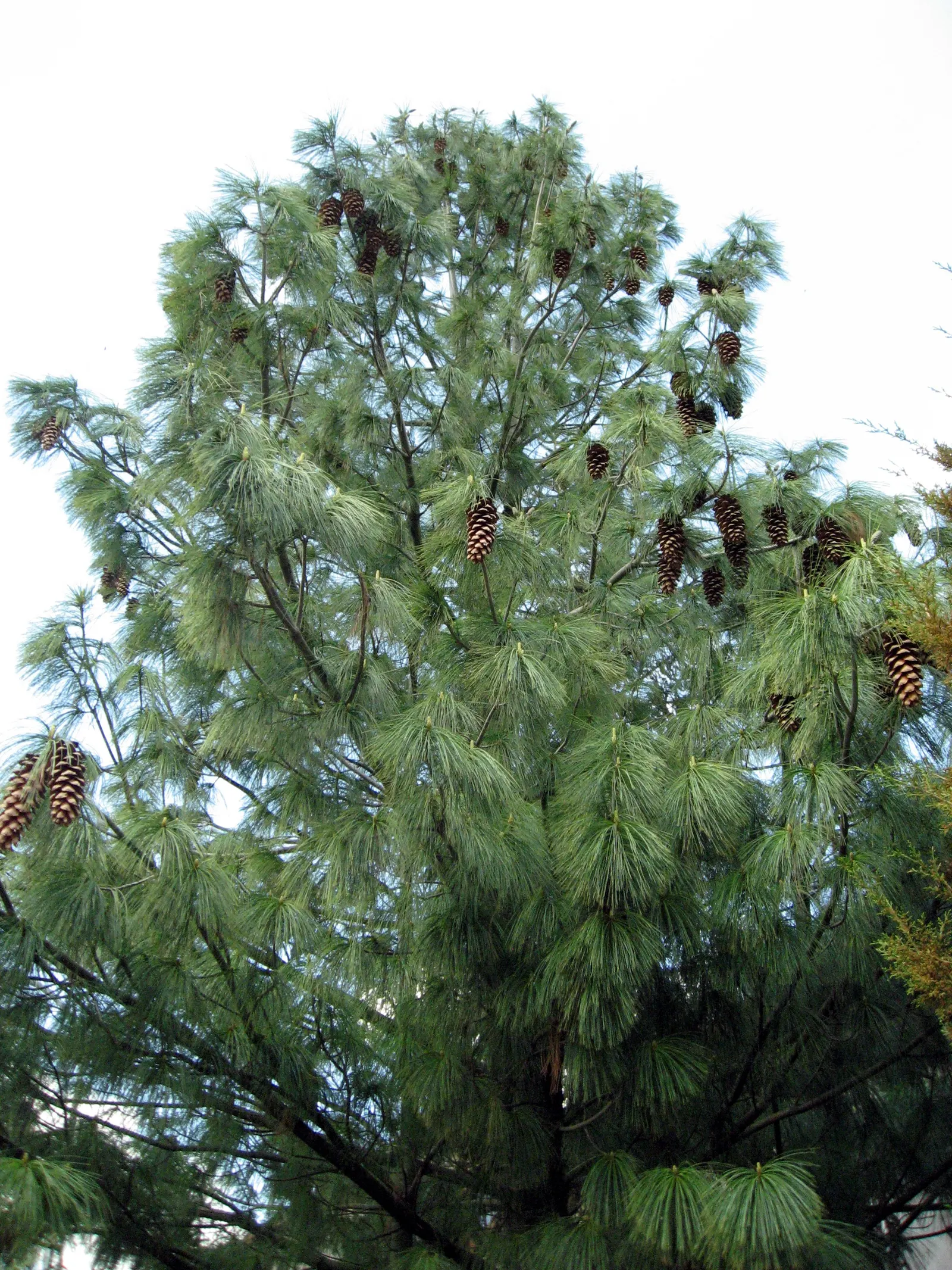 Weeping Eastern White Pine (Pinus Strobus 'Pendula') — Ideal for focal points in gardens