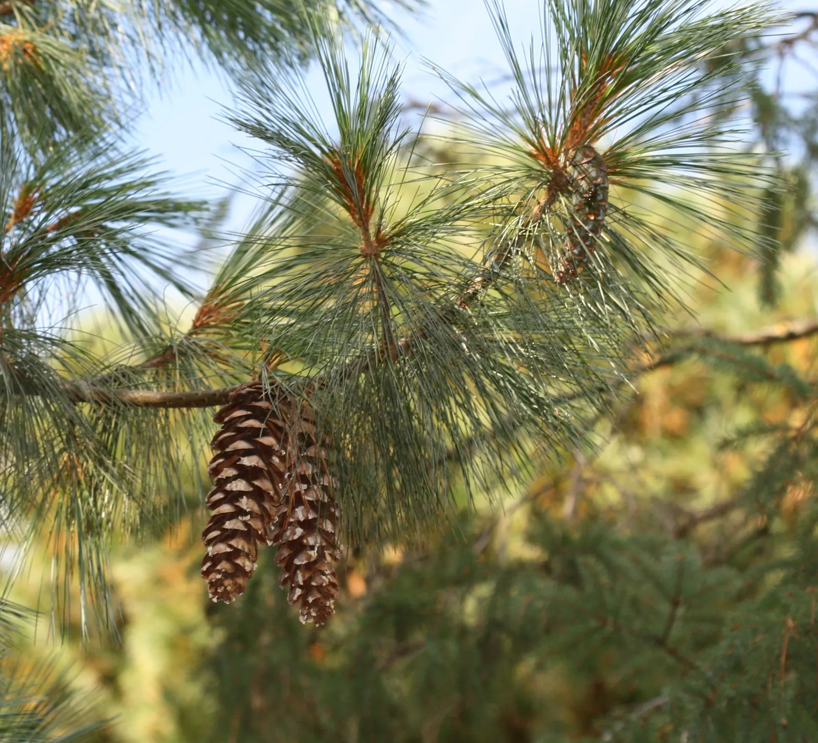 Weeping Eastern White Pine (Pinus Strobus 'Pendula') — It typically grows to a height of 5 to 6 feet with a spread of 6 to 12 feet when staked; although this