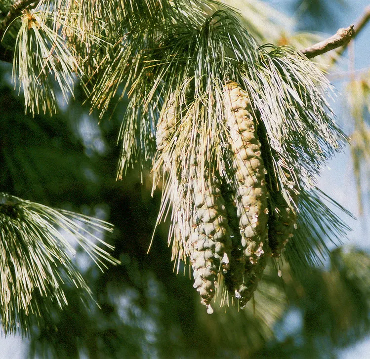 Weeping Eastern White Pine (Pinus Strobus 'Pendula') — although this specimen is somewhat drought-tolerant once established.<br><br>The slender, image 60