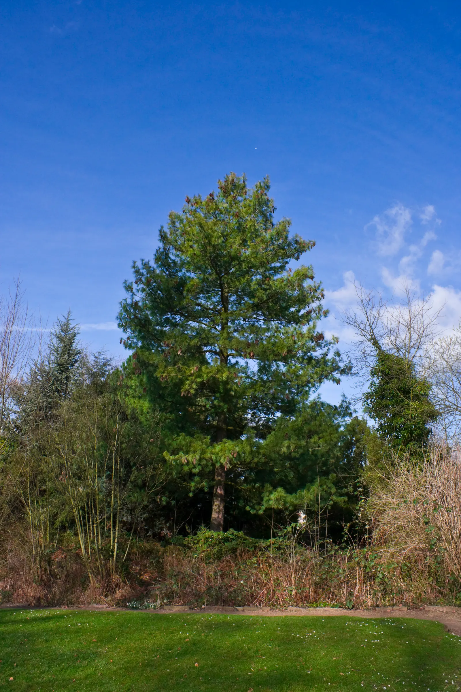 Weeping Eastern White Pine (Pinus Strobus 'Pendula') — This ornamental evergreen showcases flowing branches that gently weep downward