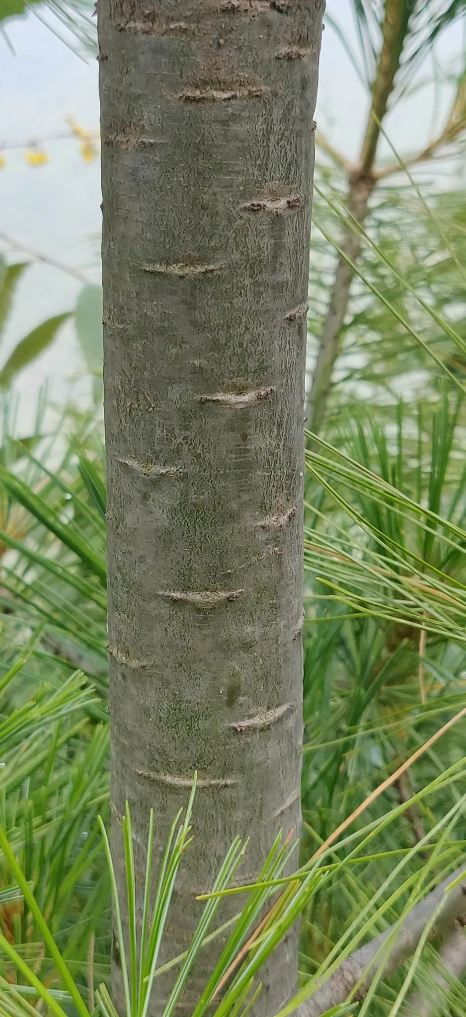 Weeping Eastern White Pine (Pinus Strobus 'Pendula') — it can meander whimsically, image 32