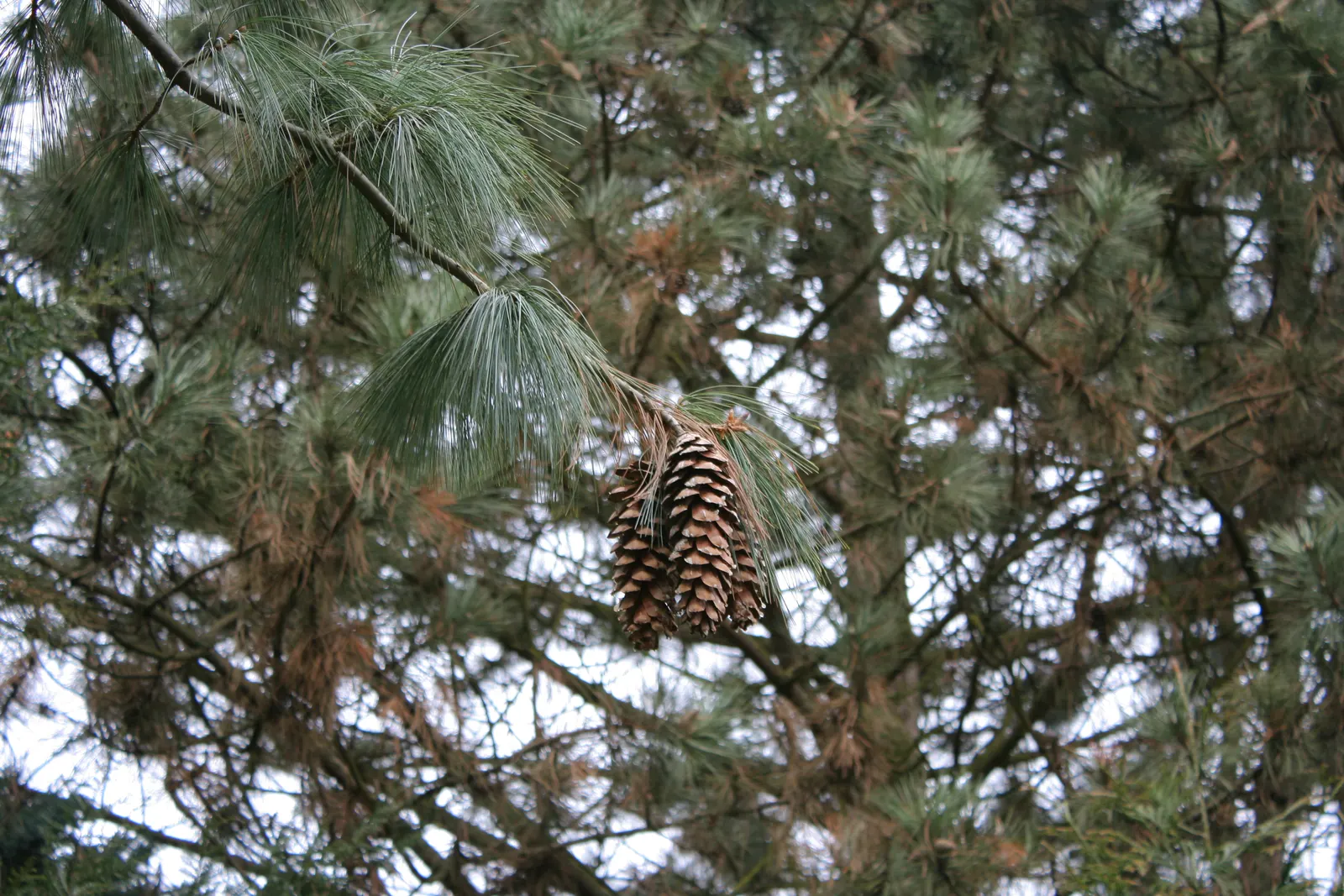 Weeping Eastern White Pine (Pinus Strobus 'Pendula') — Its arching branches elegantly cascade, creating a unique, flowing form; it can meander, image 65