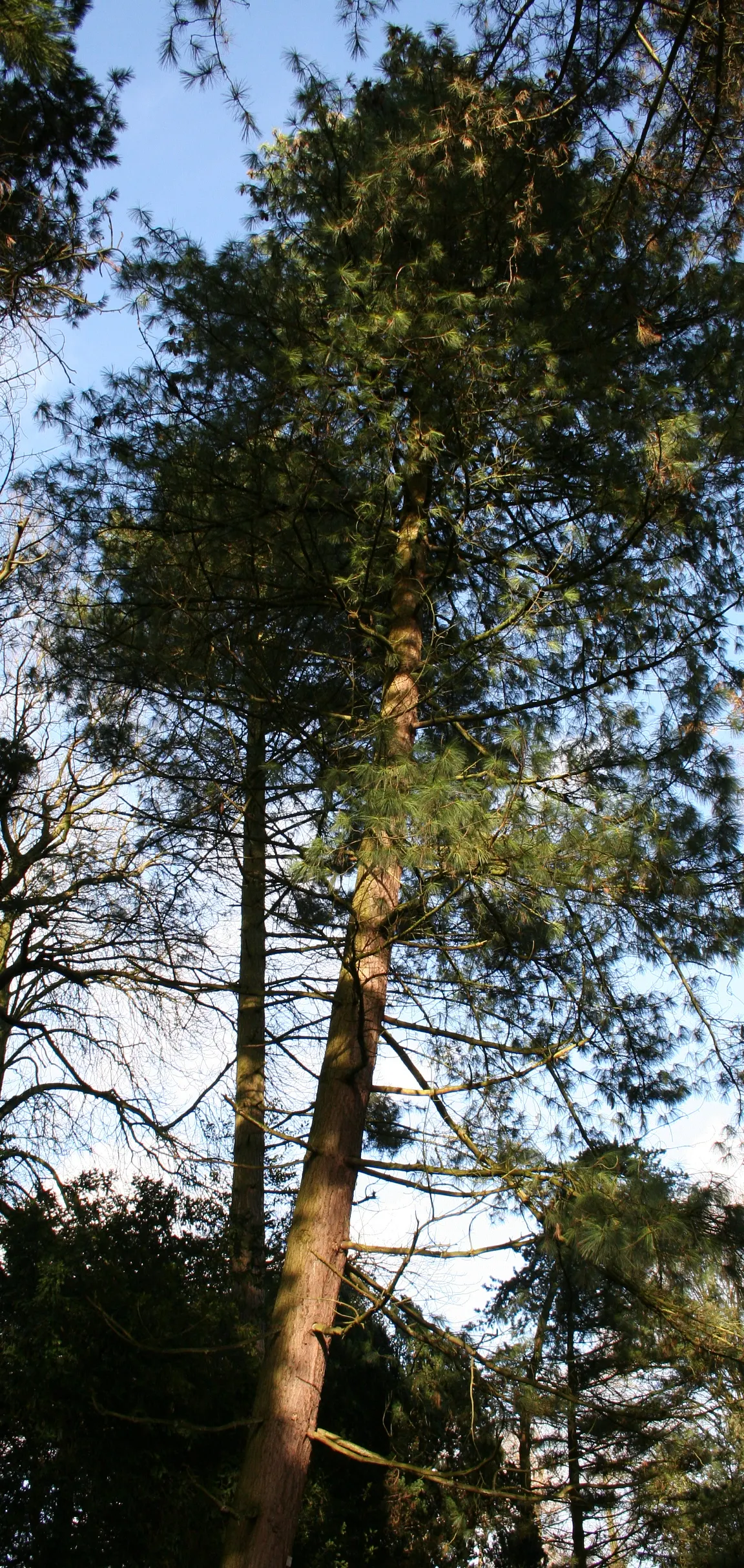 Weeping Eastern White Pine (Pinus Strobus 'Pendula') — This ornamental evergreen showcases flowing branches that gently weep downward; it can, image 50