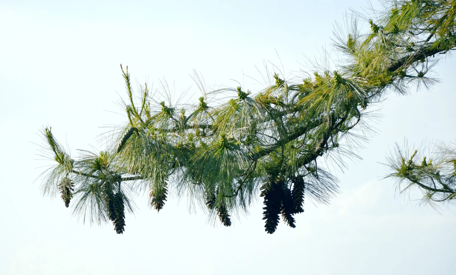 Weeping Eastern White Pine (Pinus Strobus 'Pendula') — particularly in the first few years to establish a deep; it can meander whimsically, image 59