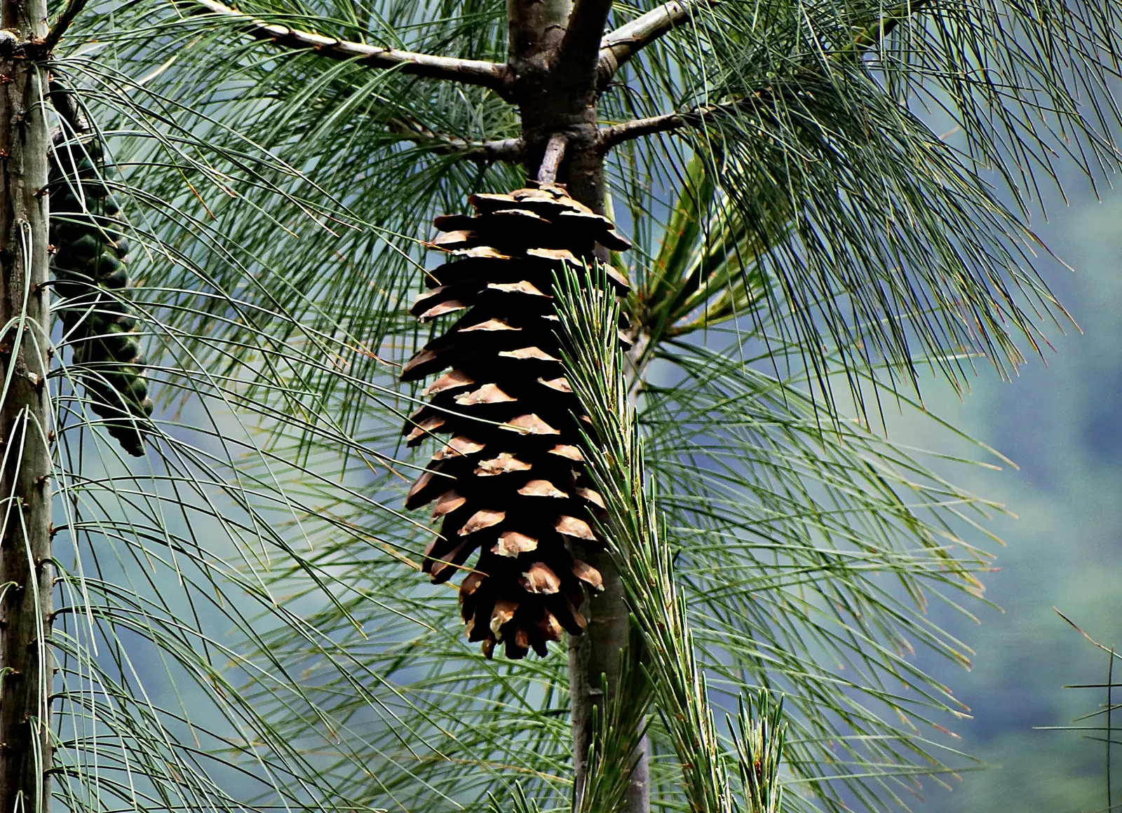 Weeping Eastern White Pine (Pinus Strobus 'Pendula') — the Weeping Eastern White Pine is an ideal choice for a focal point or accent in a, image 61