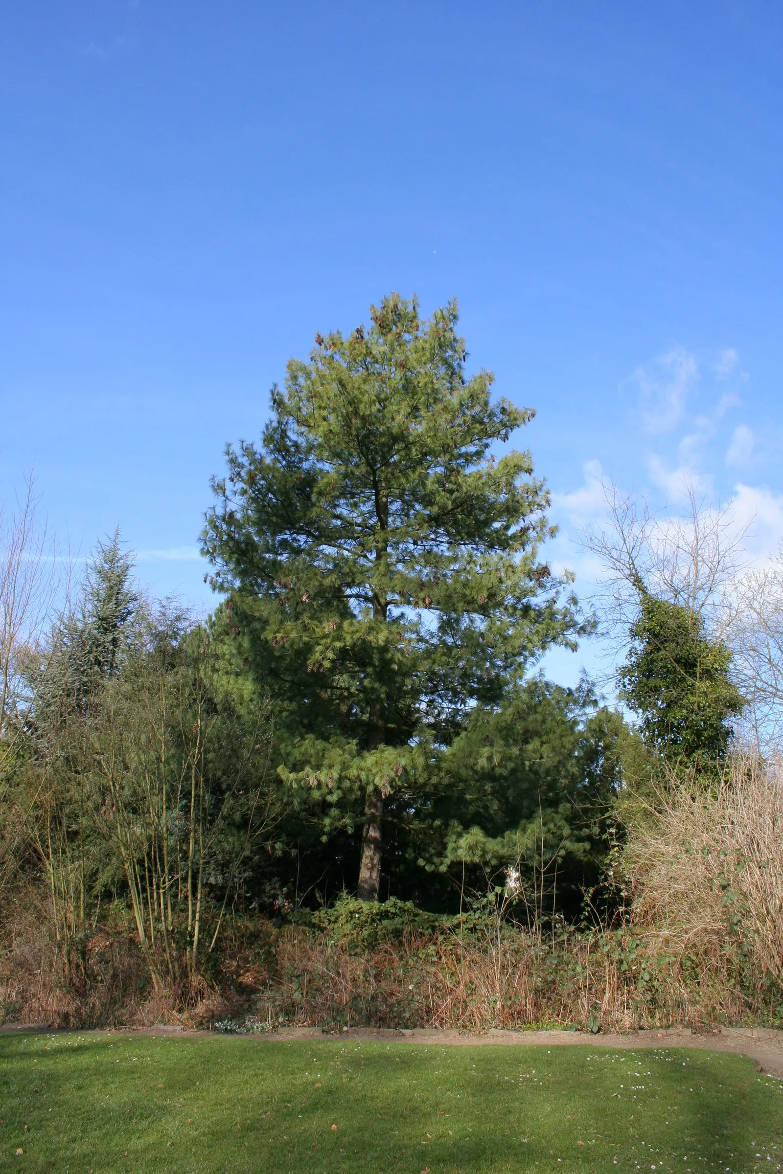 Weeping Eastern White Pine (Pinus Strobus 'Pendula') — Ideal for focal points in gardens, image 46