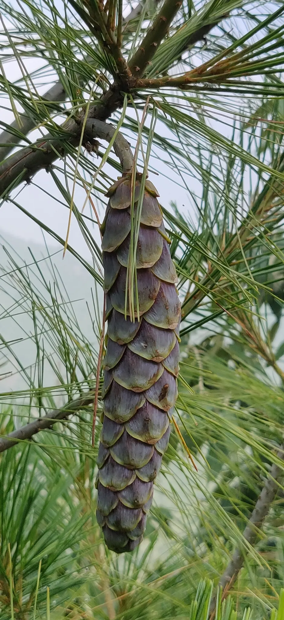 Weeping Eastern White Pine (Pinus Strobus 'Pendula') — the Weeping Eastern White Pine is an ideal choice for a focal point or accent in a meditative garden