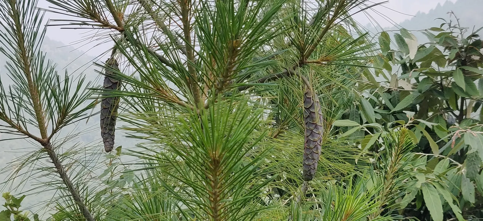 Weeping Eastern White Pine (Pinus Strobus 'Pendula') — Regular watering is essential