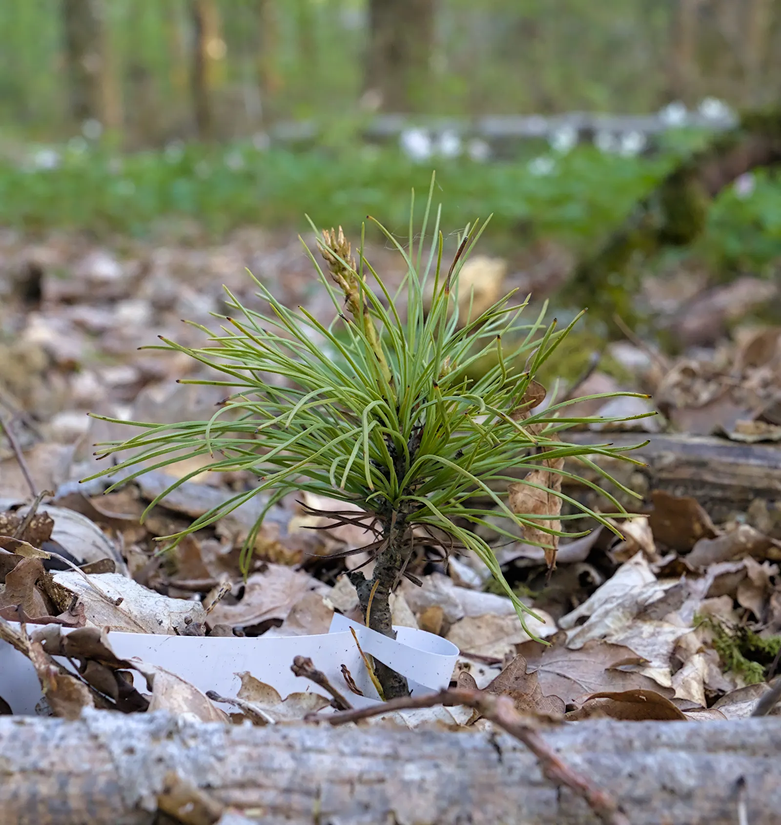 Weeping Eastern White Pine (Pinus Strobus 'Pendula') — Regular watering is essential; ideal for focal points in gardens, image 58
