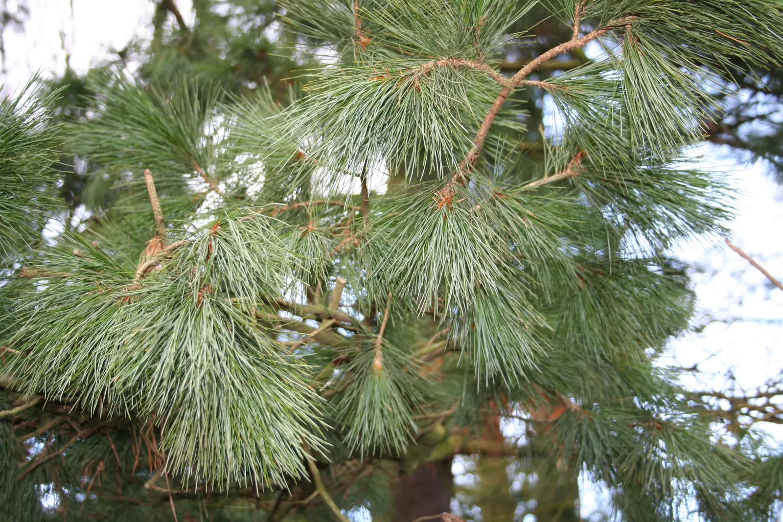 Weeping Eastern White Pine (Pinus Strobus 'Pendula') — Regular watering promotes optimal growth; although this specimen is somewhat, image 69