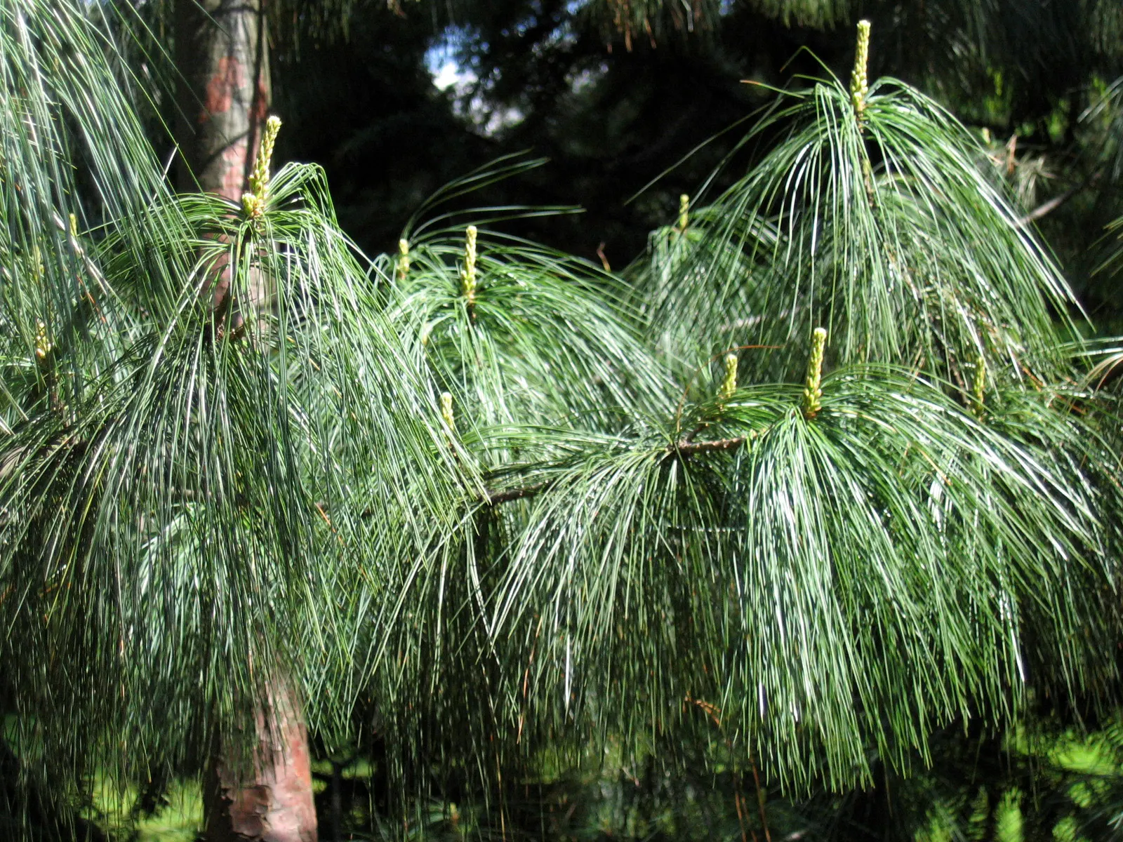 Weeping Eastern White Pine (Pinus Strobus 'Pendula') — it can meander whimsically