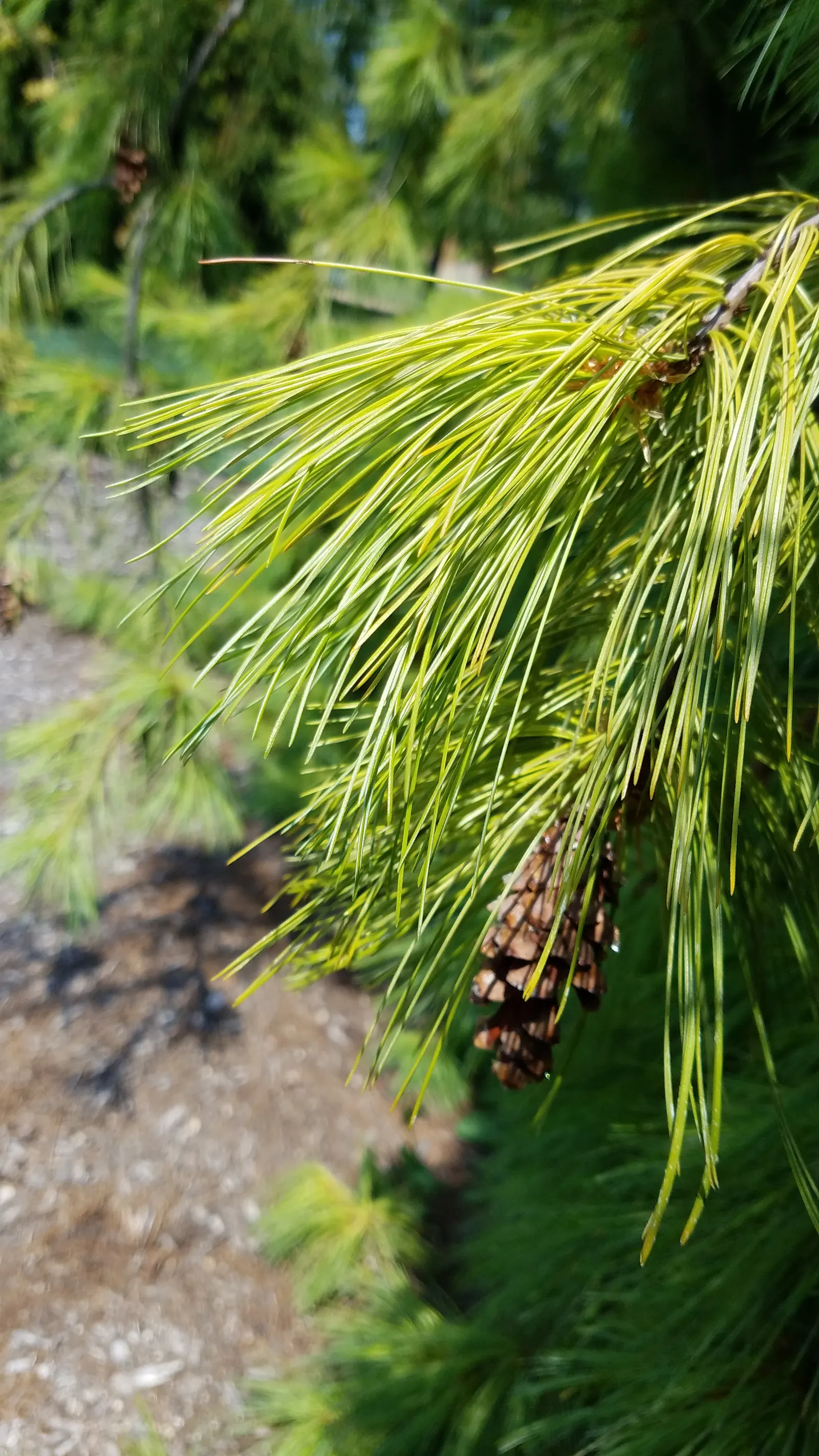 Weeping Eastern White Pine (Pinus Strobus 'Pendula') — particularly in the first few years to establish a deep; it can meander whimsically