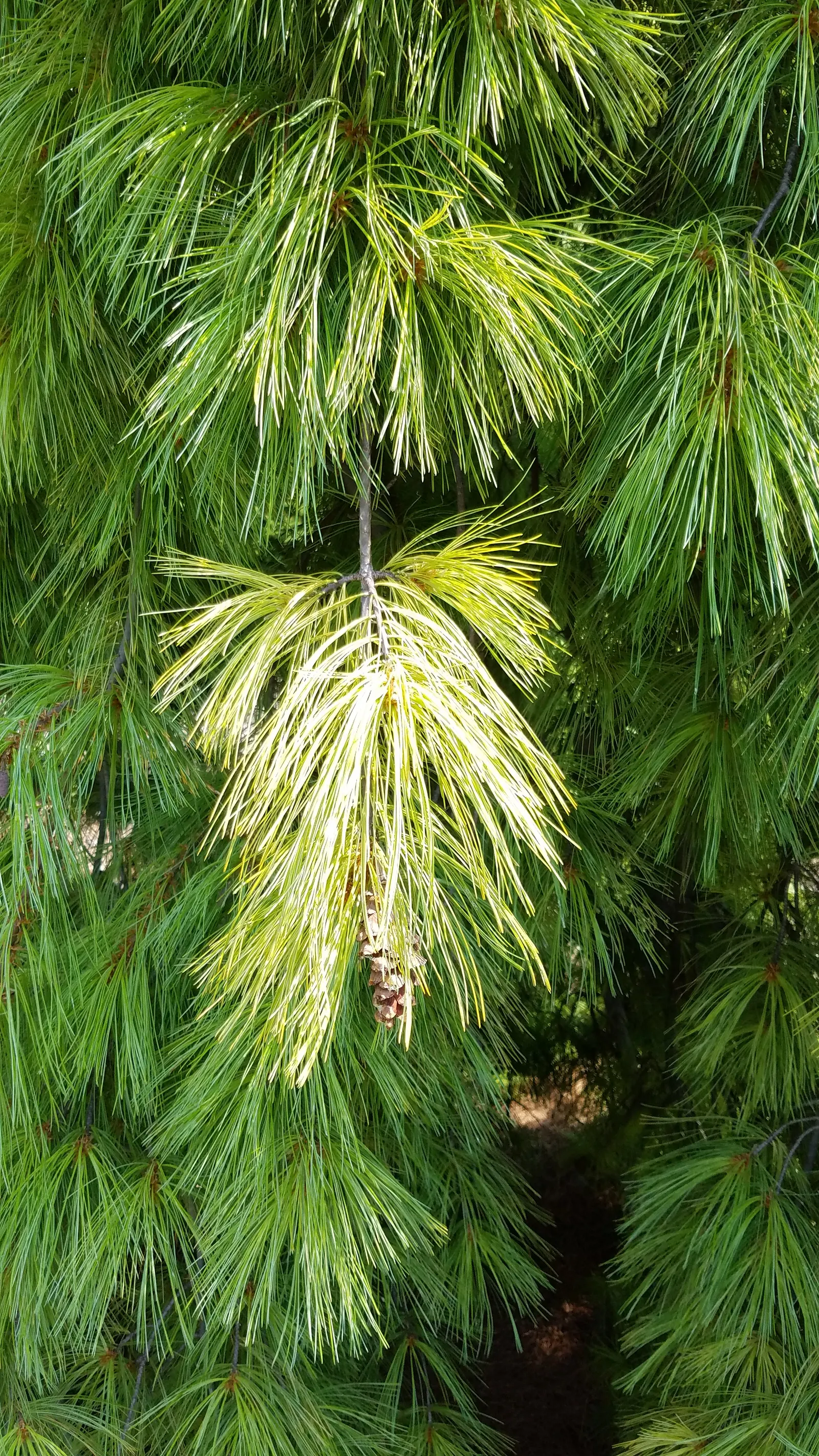 Weeping Eastern White Pine (Pinus Strobus 'Pendula') — Regular watering promotes optimal growth; although this specimen is somewhat, image 48