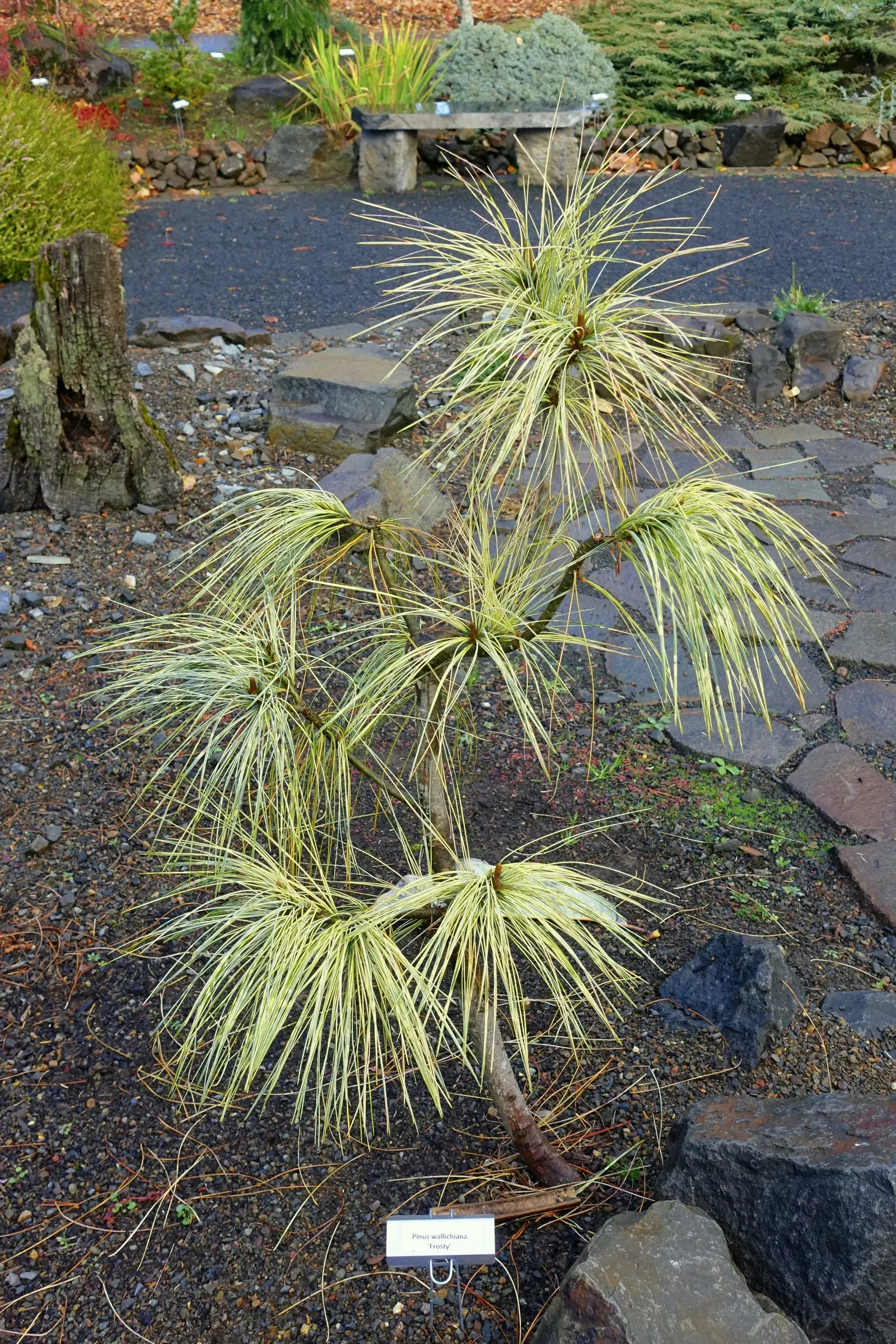 Weeping Eastern White Pine (Pinus Strobus 'Pendula') — Its arching branches elegantly cascade, creating a unique, flowing form