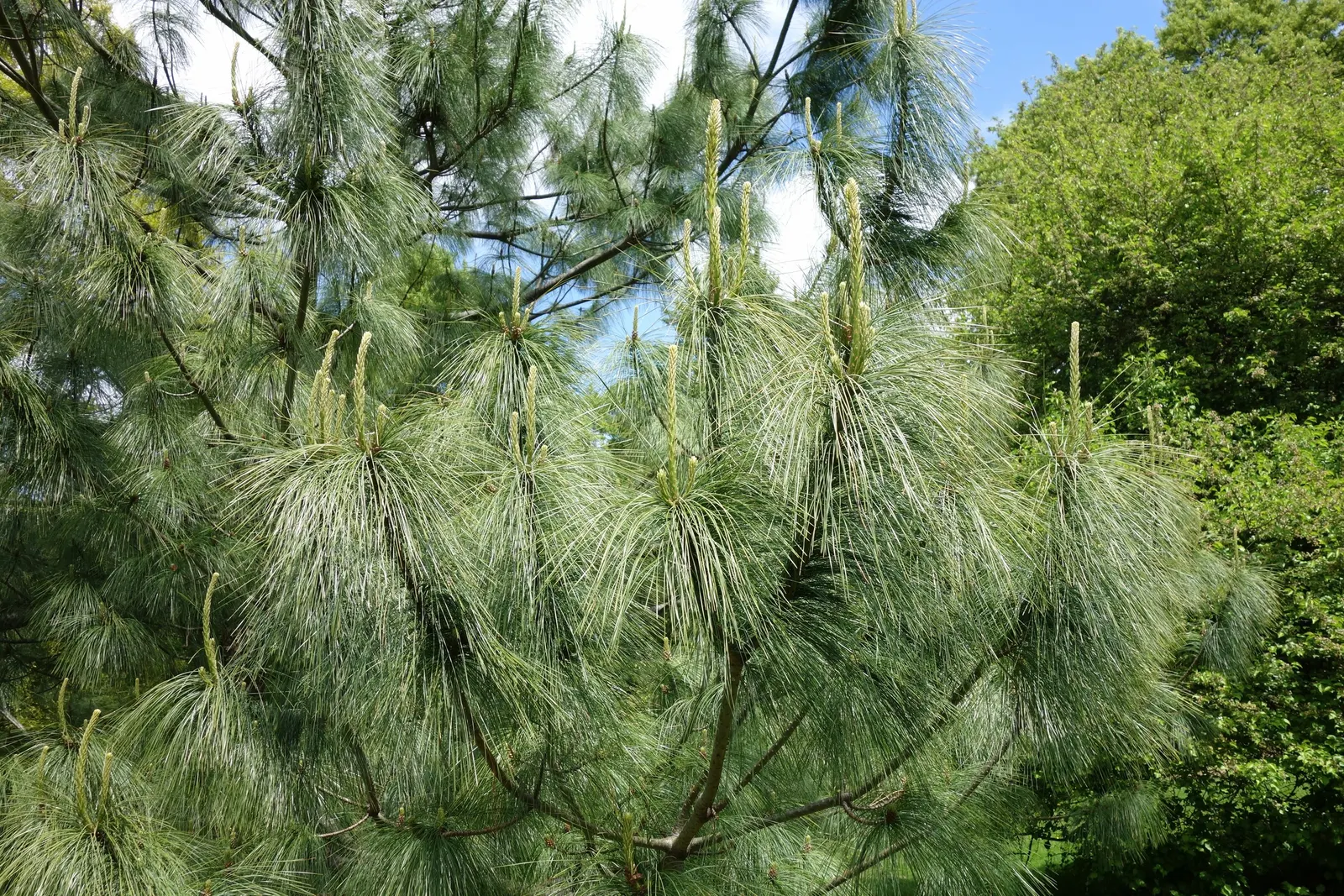 Weeping Eastern White Pine (Pinus Strobus 'Pendula') — This ornamental evergreen showcases flowing branches that gently weep downward; it can meander
