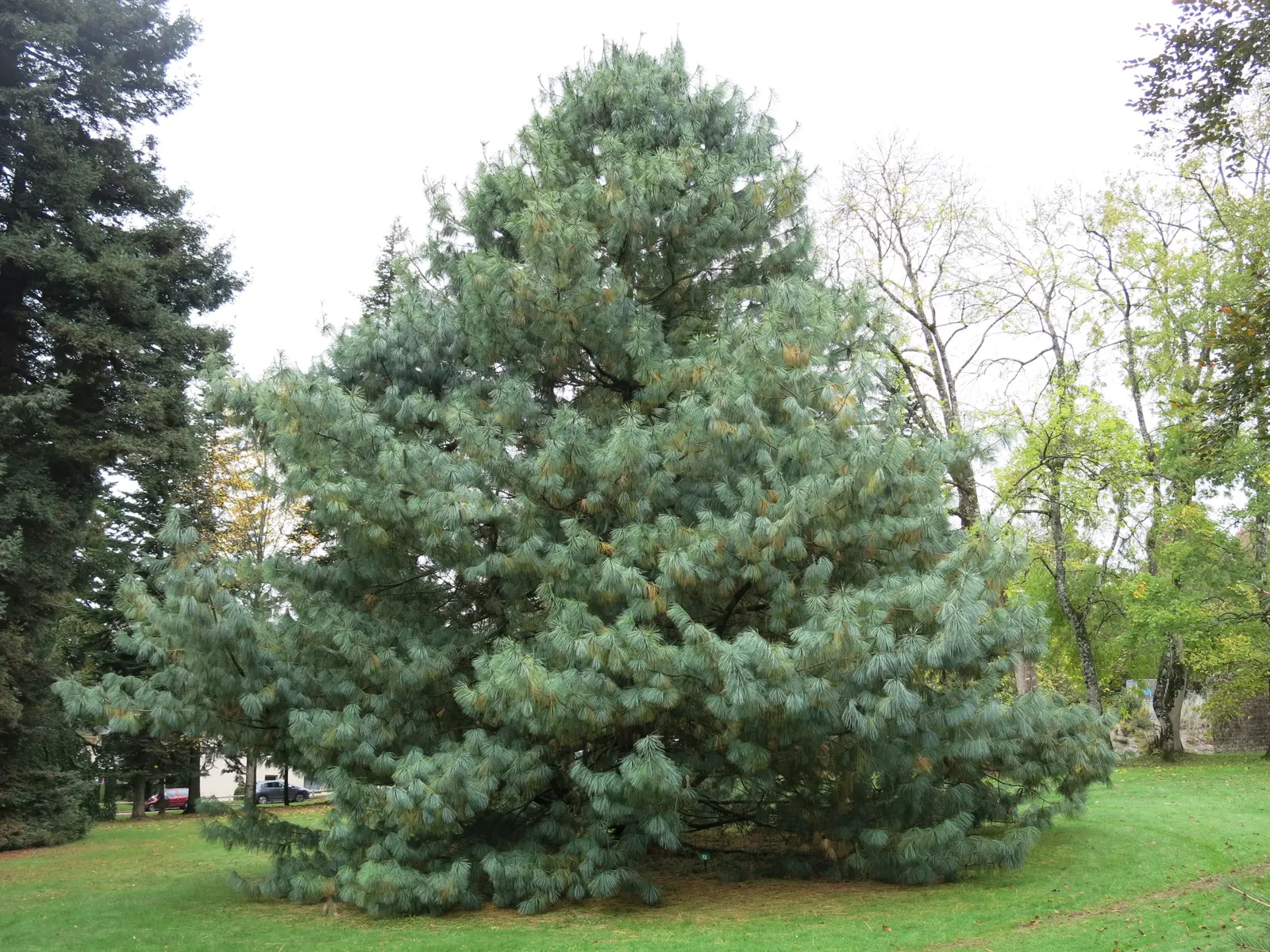 Weeping Eastern White Pine (Pinus Strobus 'Pendula') — the Weeping Eastern White Pine is an ideal choice for a focal point or accent in a, image 40