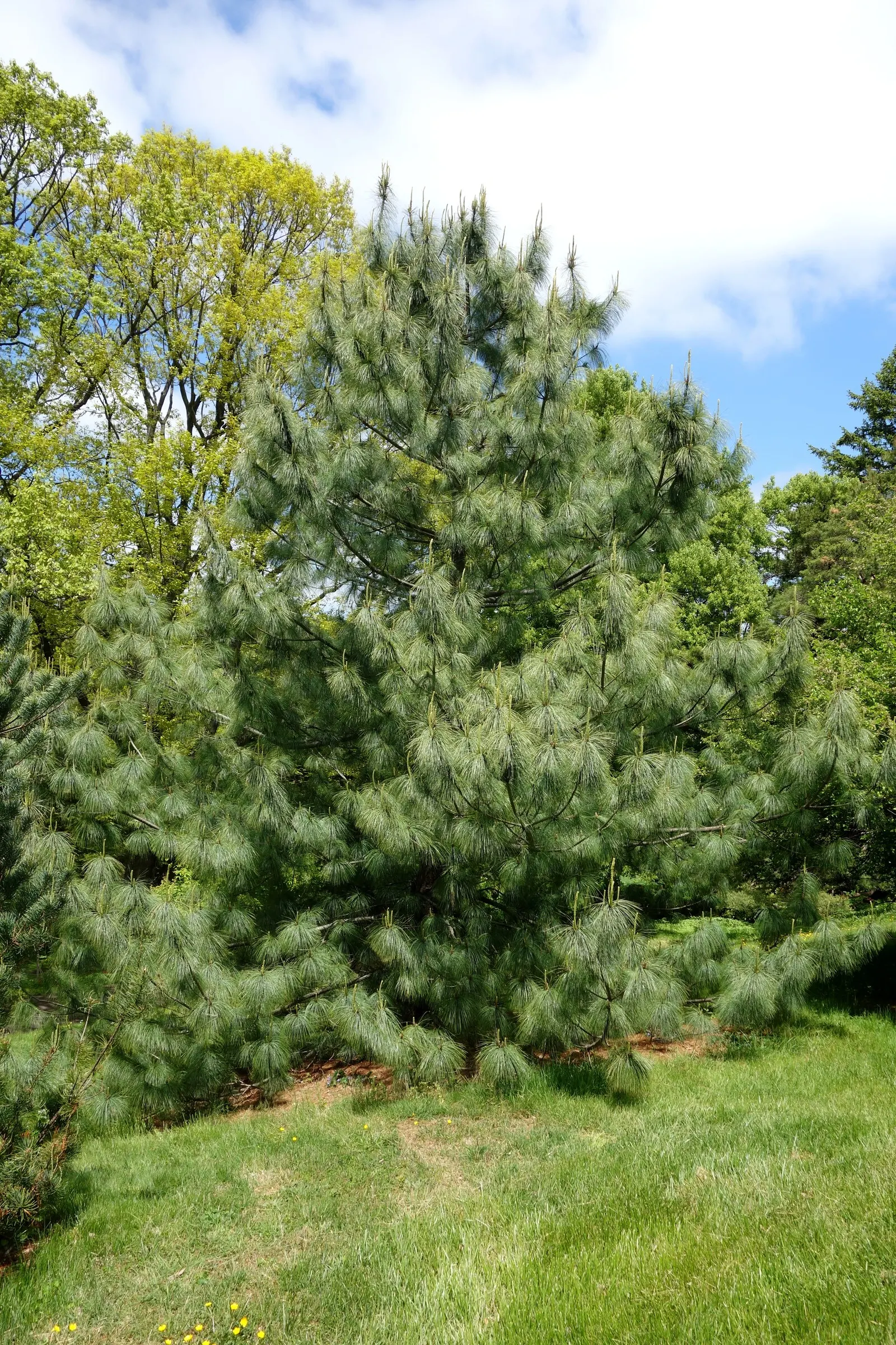 Weeping Eastern White Pine (Pinus Strobus 'Pendula') — Ideal for focal points in gardens, image 25