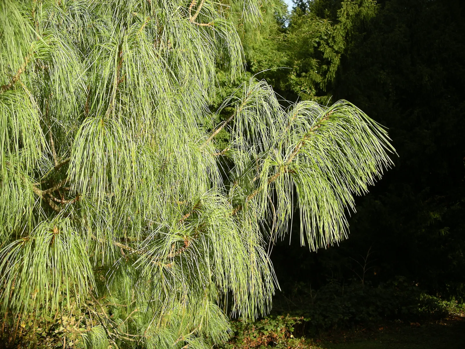 Weeping Eastern White Pine (Pinus Strobus 'Pendula') — but left to its own devices; ideal for focal points in gardens, image 52