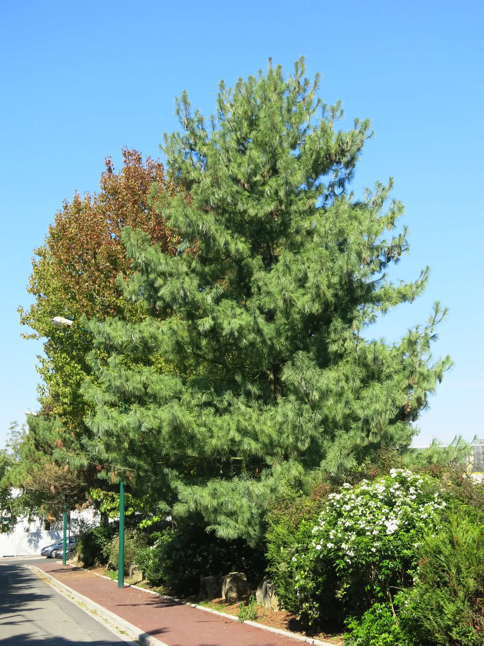 Weeping Eastern White Pine (Pinus Strobus 'Pendula') — Its arching branches elegantly cascade, creating a unique, flowing form; it can meander, image 44