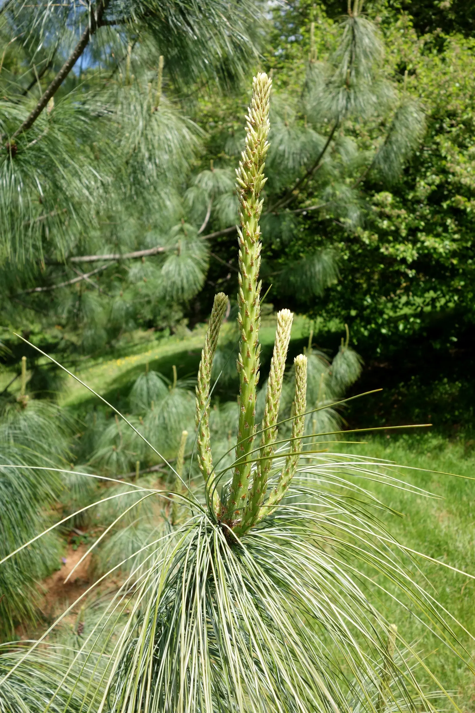 Weeping Eastern White Pine (Pinus Strobus 'Pendula') — Its arching branches elegantly cascade, creating a unique, flowing form; it can meander whimsically
