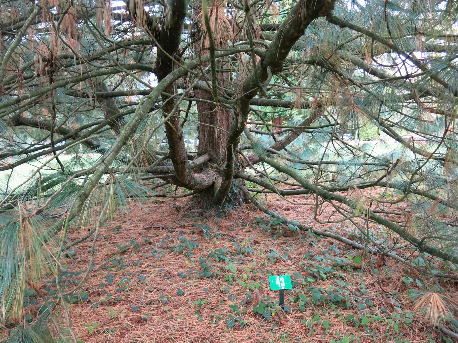 Weeping Eastern White Pine (Pinus Strobus 'Pendula') — this hardy pine thrives in USDA Zones 3-8 and prefers full sun to partial shade with well-drained soil