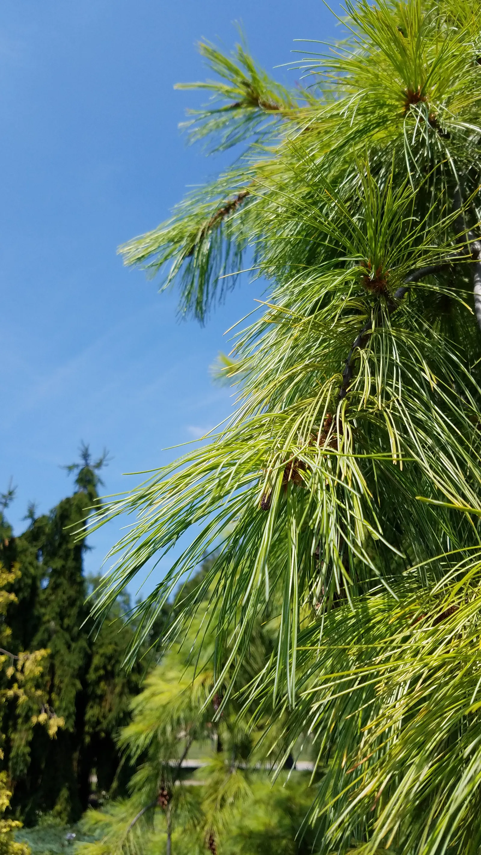 Weeping Eastern White Pine (Pinus Strobus 'Pendula') — The Weeping Eastern White Pine (Pinus strobus 'Pendula') is a captivating; ideal for focal, image 43