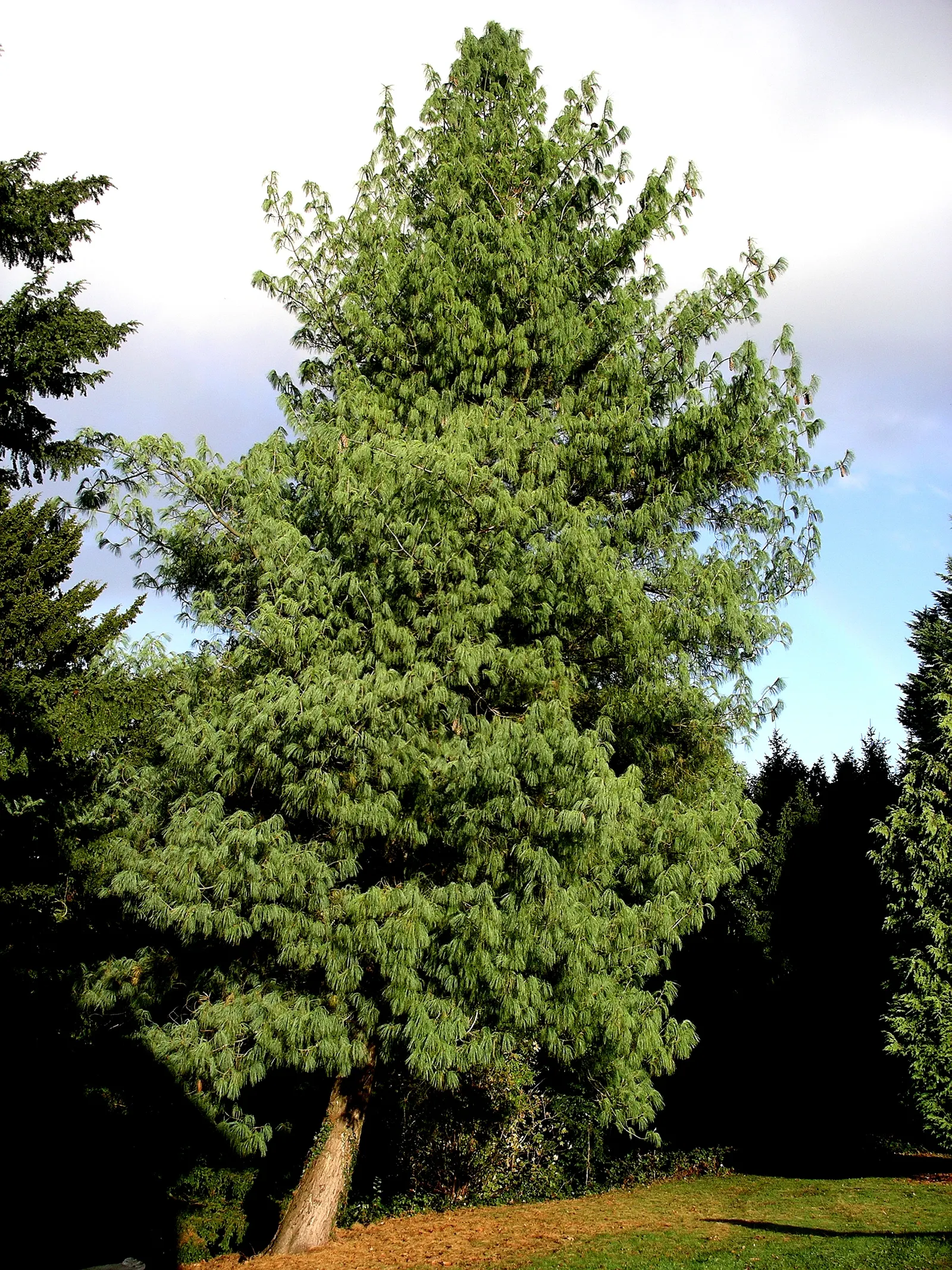 Weeping Eastern White Pine (Pinus Strobus 'Pendula') — the Weeping Eastern White Pine thrives in full sun to partial shade