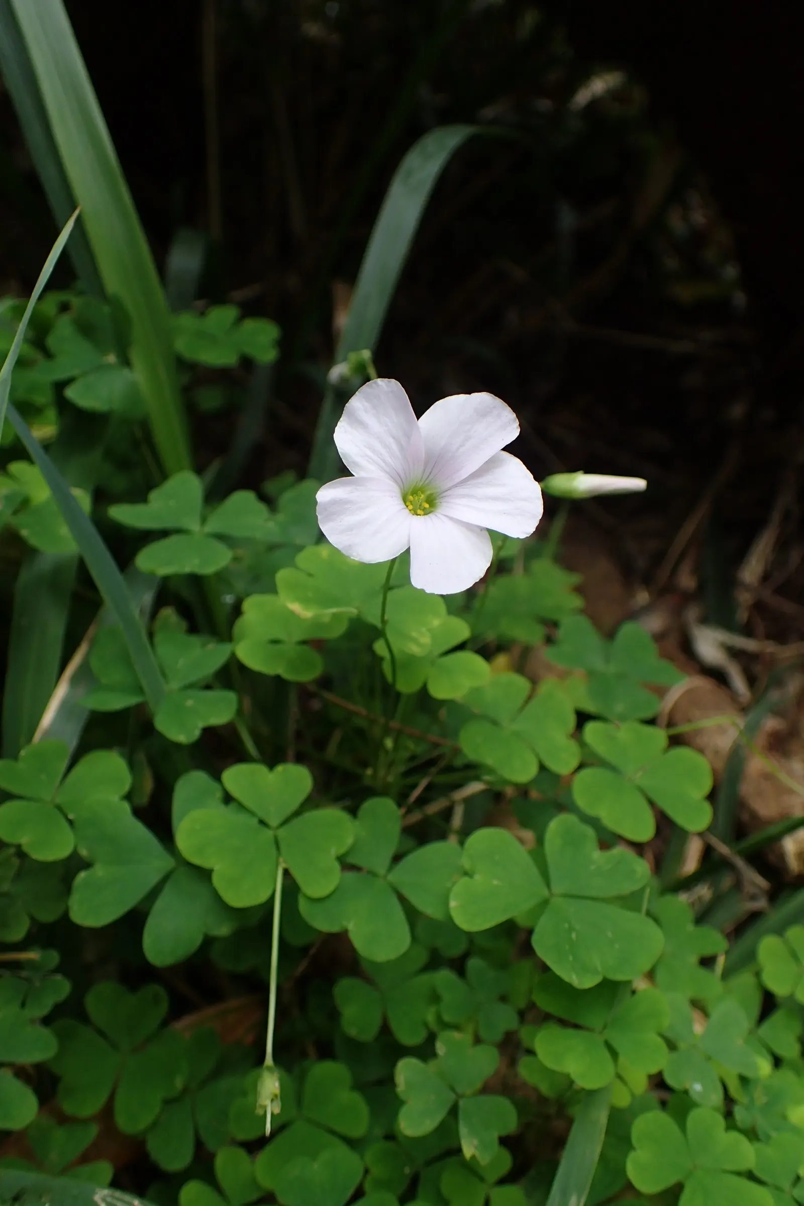 Snowdrop Wood-Sorrel (Oxalis Magellanica) — With a max height of 6 inches and a spread of 8 inches, it's perfect for woodland settings or as ground cover
