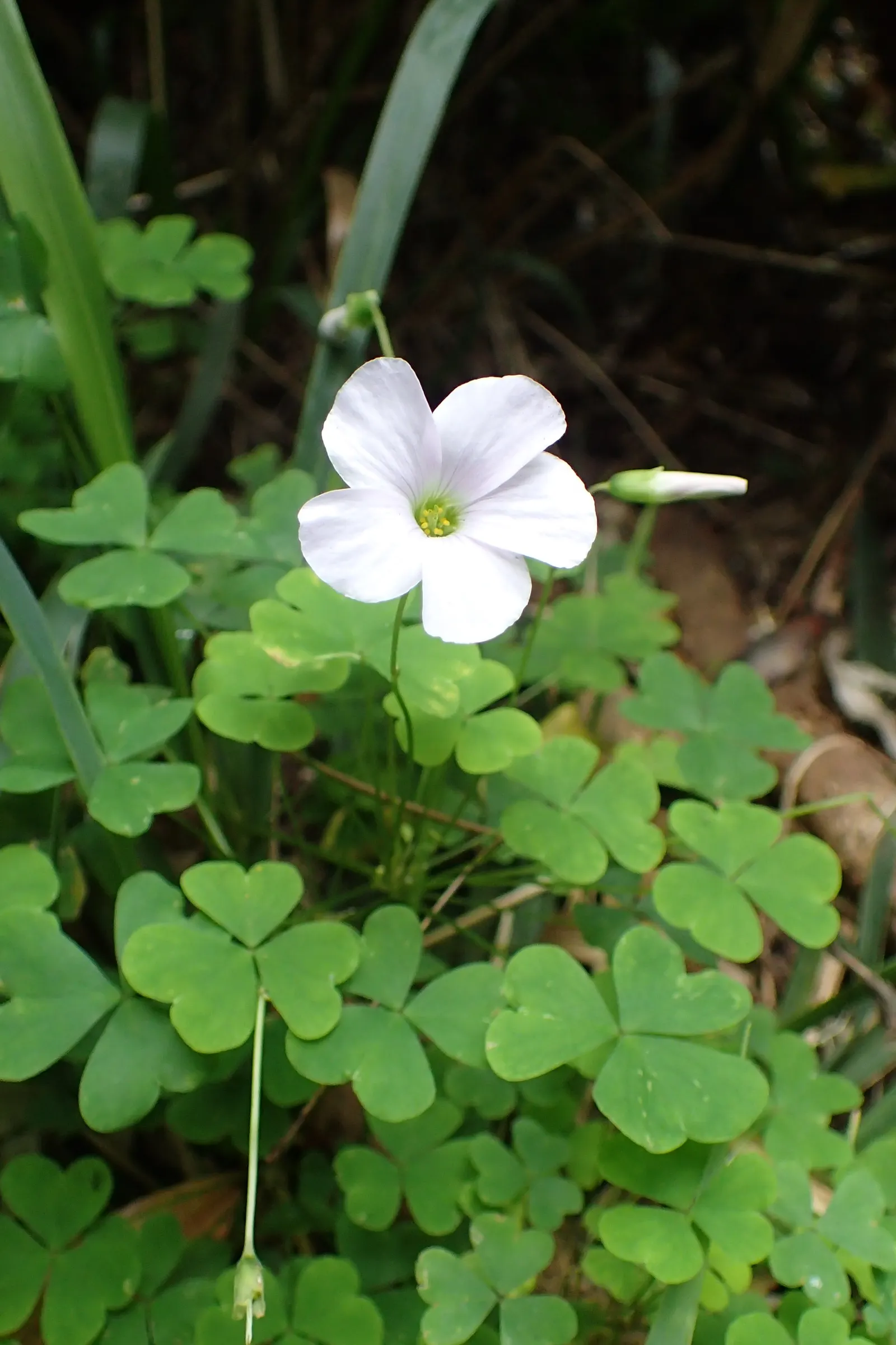 Snowdrop Wood-Sorrel (Oxalis Magellanica) — this plant belongs to the Oxalidaceae family and is well-suited for USDA Hardiness Zones 7-9