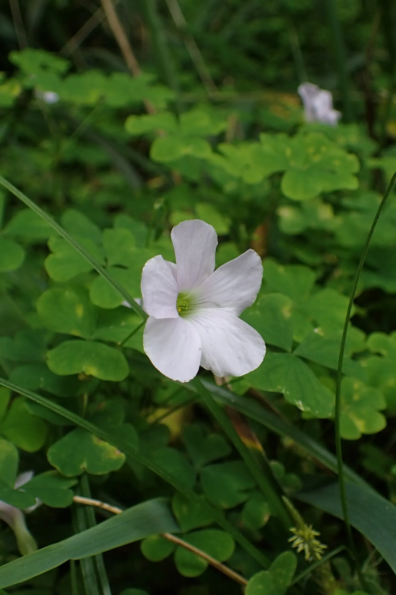 Snowdrop Wood-Sorrel (Oxalis Magellanica) — ground-hugging clumps that extend to a spread of around 6 to 9 inches