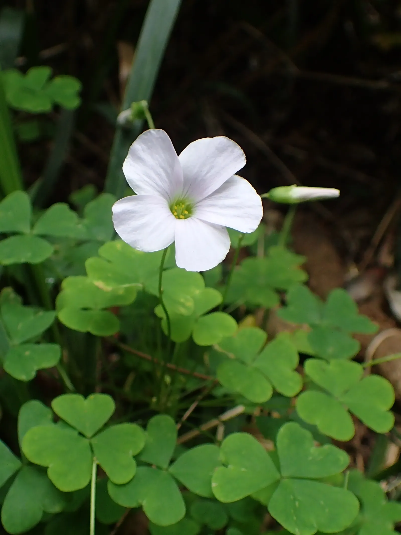 Snowdrop Wood-Sorrel (Oxalis Magellanica) — Hardy and evergreen, it provides year-round interest