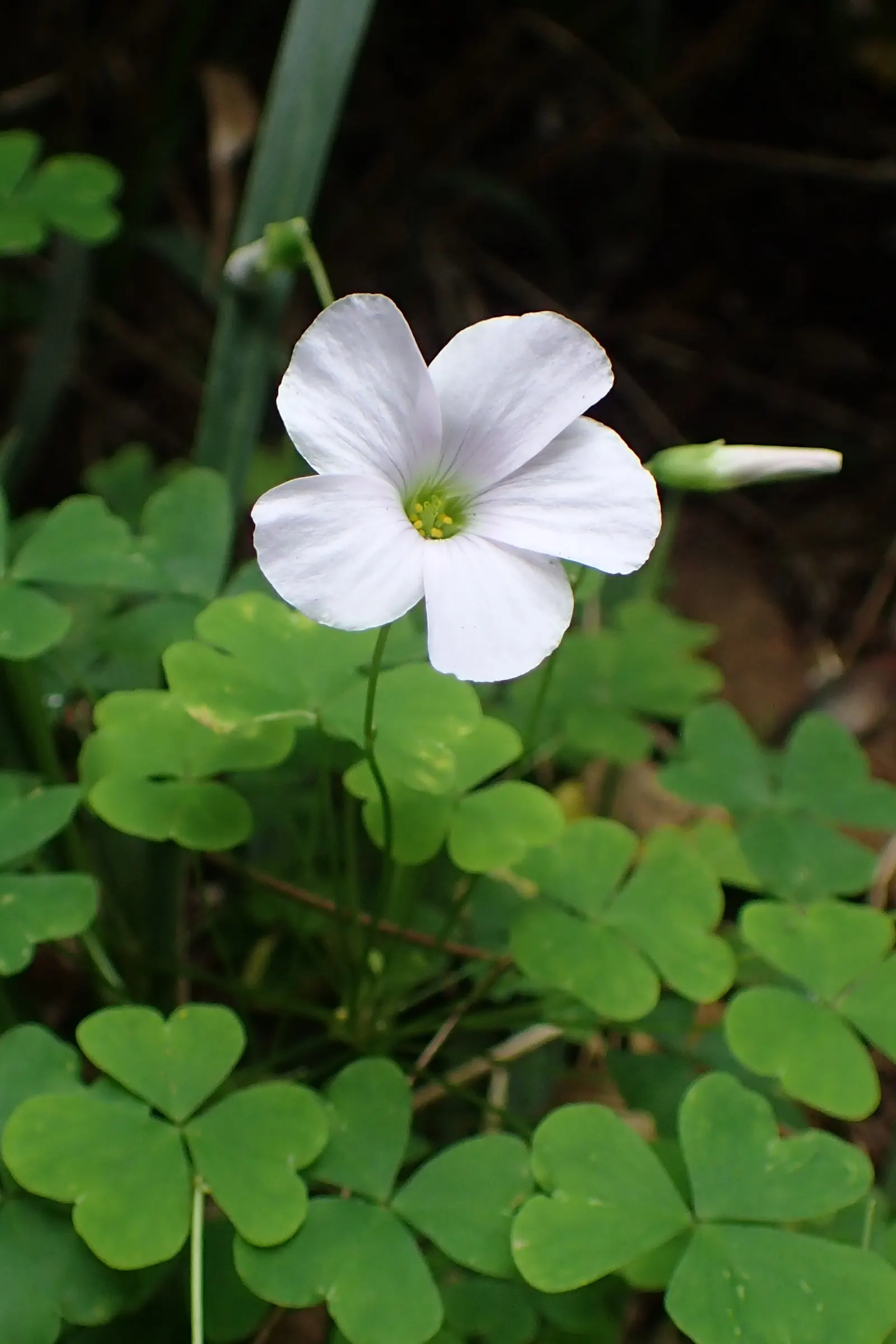 Snowdrop Wood-Sorrel (Oxalis Magellanica) — Originating from the southern regions of South America