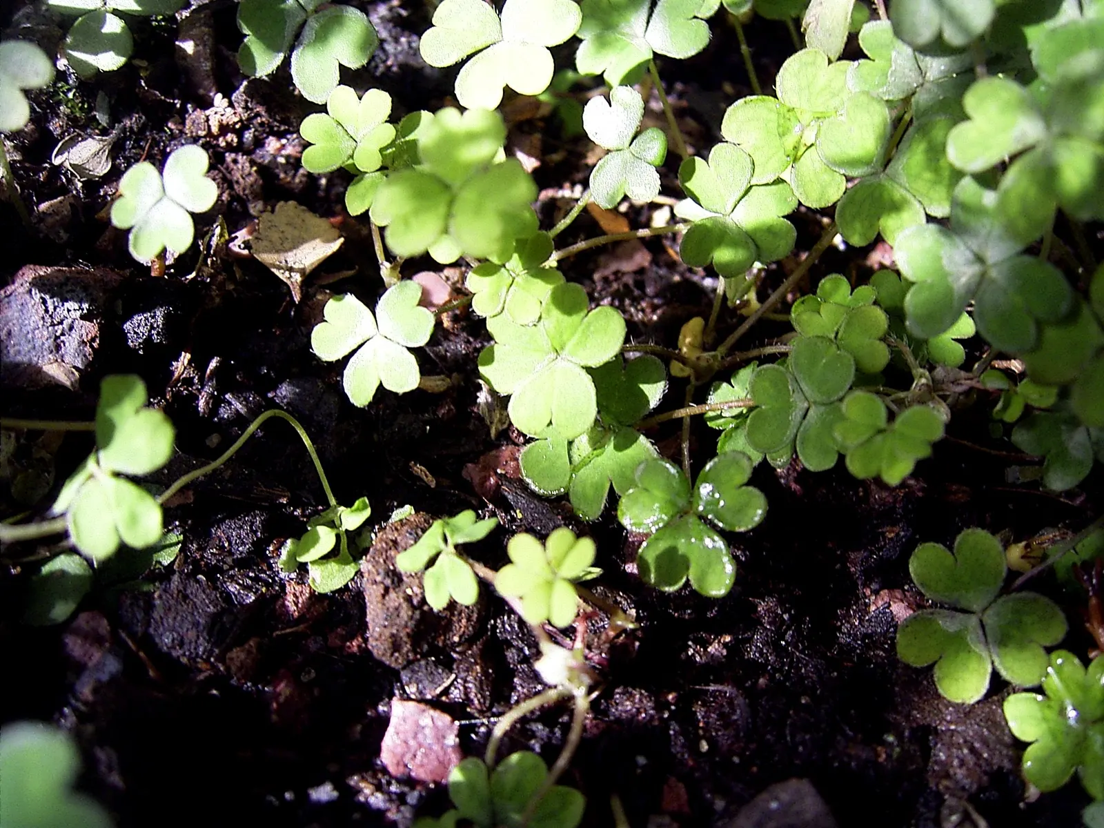 Snowdrop Wood-Sorrel (Oxalis Magellanica) — low-growing perennial featuring delicate white blooms reminiscent of snowdrops