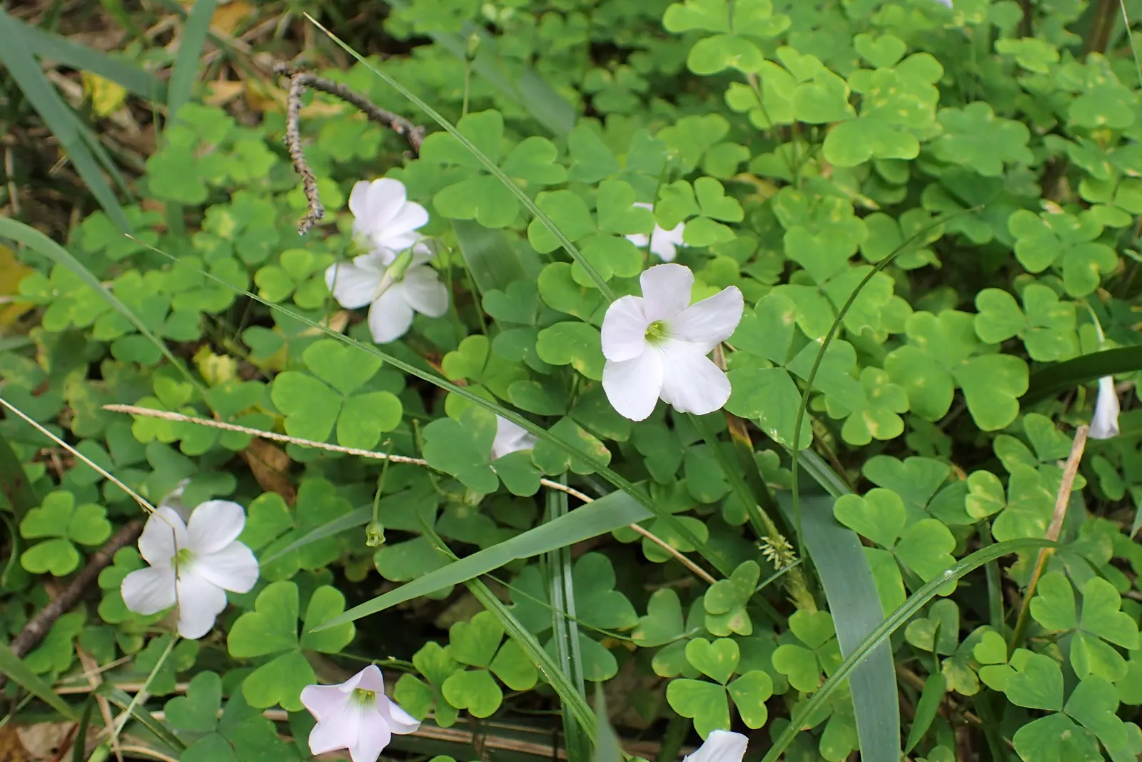 Snowdrop Wood-Sorrel (Oxalis Magellanica) — Thriving in USDA zones 7-9, it prefers partial to full shade and moist, well-drained soil