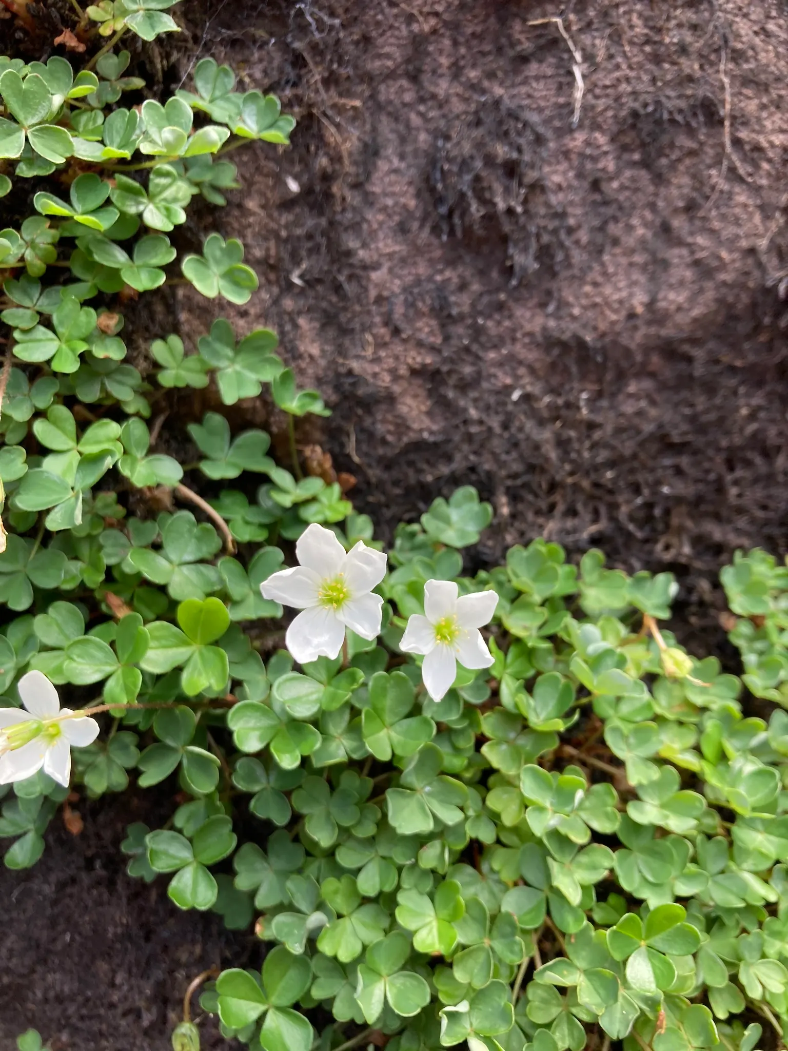 Snowdrop Wood-Sorrel (Oxalis Magellanica) — commonly known as Snowdrop Wood-Sorrel