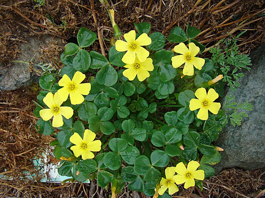 Snowdrop Wood-Sorrel (Oxalis Magellanica) — is a charming herbaceous perennial that captivates with its delicate aesthetic and resiliency in cool climates