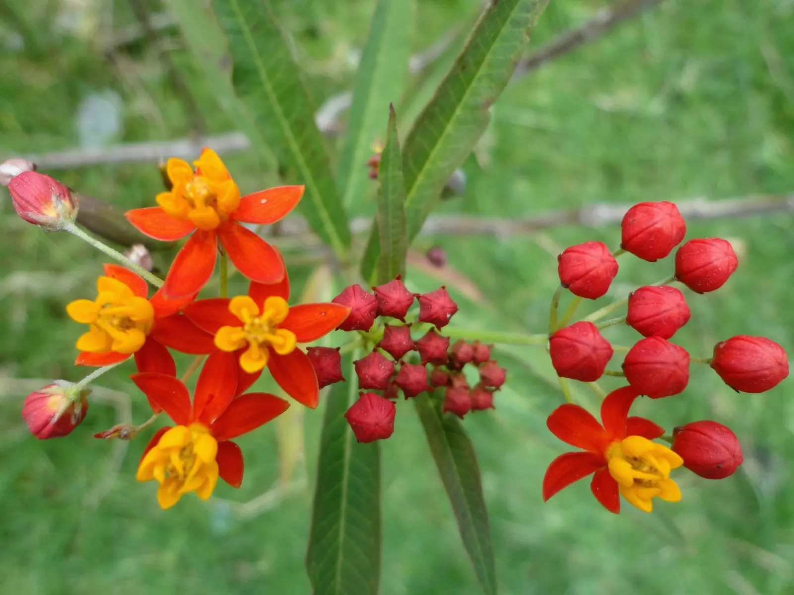 Tropical Milkweed (Asclepias Curassavica) — measuring approximately 4 to 6 inches in length; perennial with orange and red and yellow blooms
