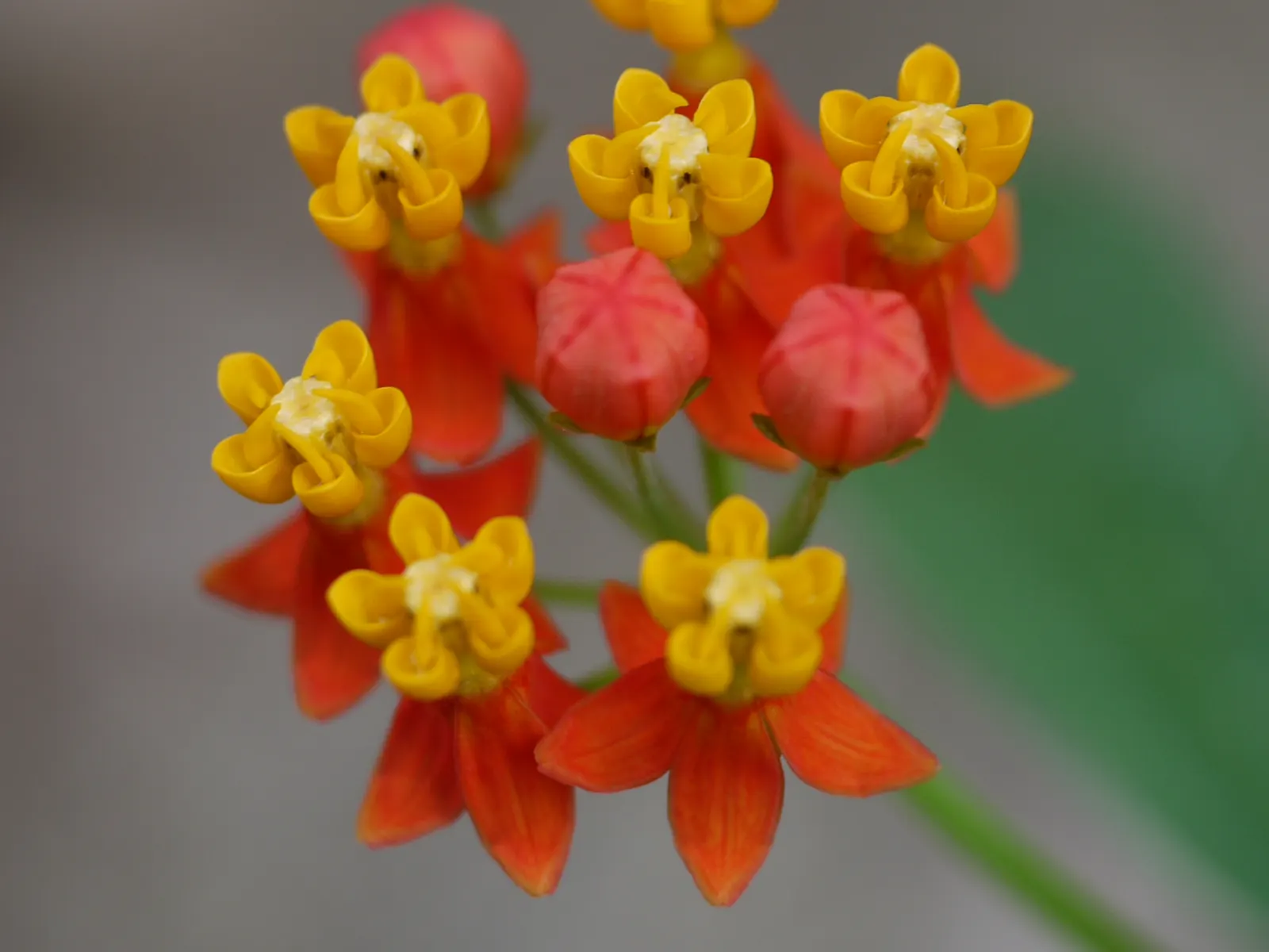 Tropical Milkweed (Asclepias Curassavica) — which bloom from spring to fall; asclepias curassavica is drought-tolerant once established and is typically easy