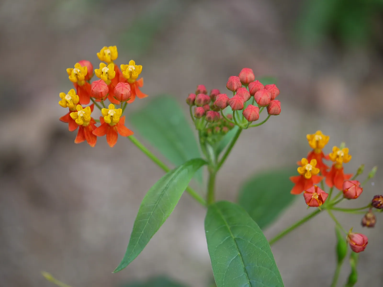 Tropical Milkweed (Asclepias Curassavica) — making it suitable for medium-sized garden spaces or as an accent in larger landscapes