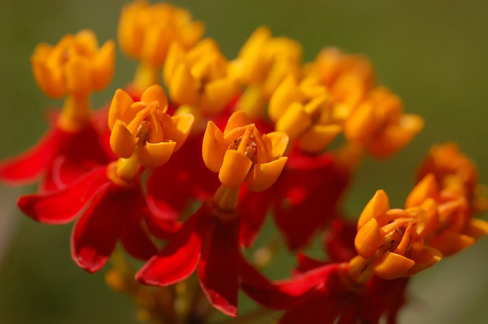 Tropical Milkweed (Asclepias Curassavica) — orange and red flower clusters known as umbels; this species typically reaches a mature height of 2 to, image 156