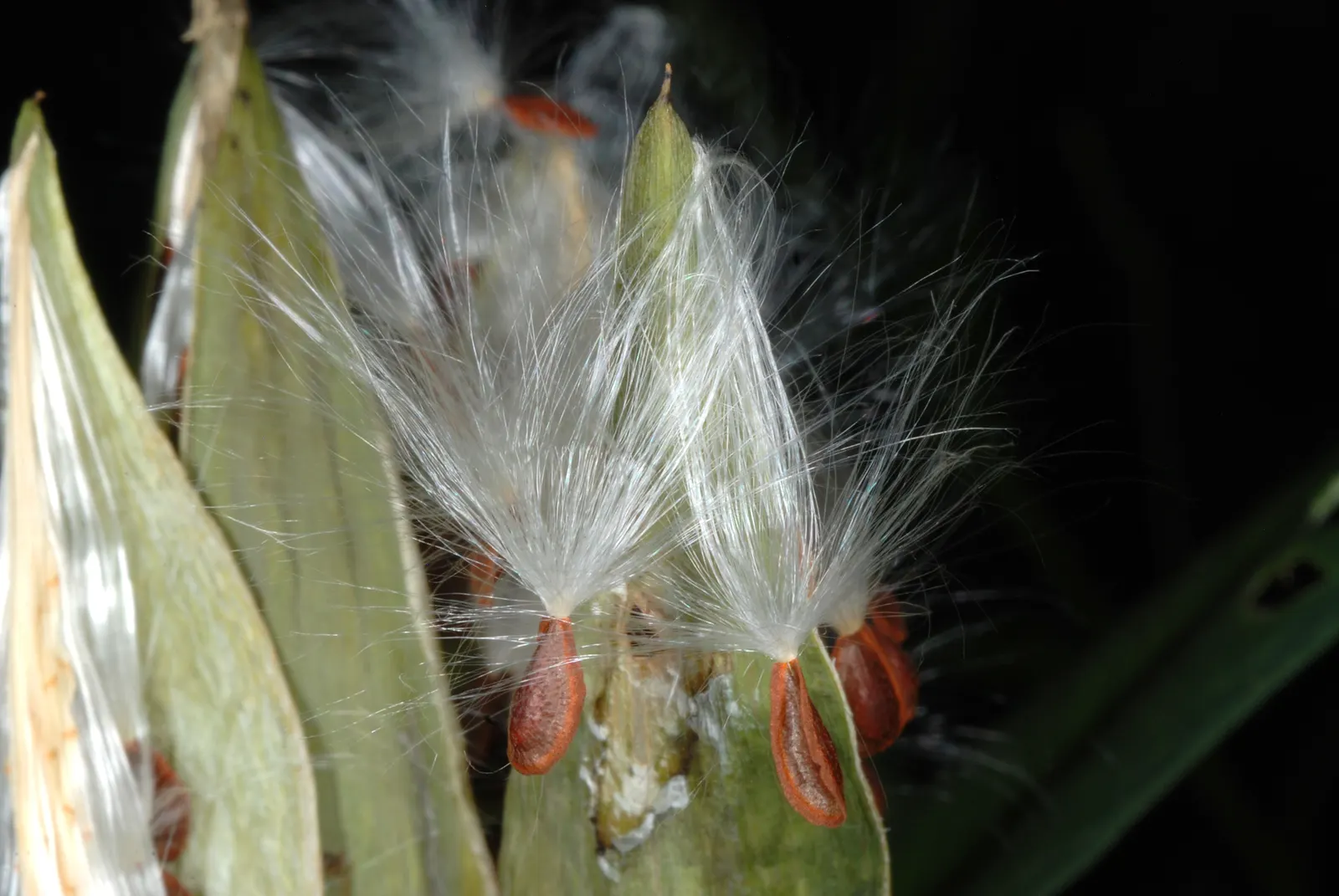 Tropical Milkweed (Asclepias Curassavica) — is a vibrant perennial that offers a striking addition to any landscape design; drought-tolerant plant is an