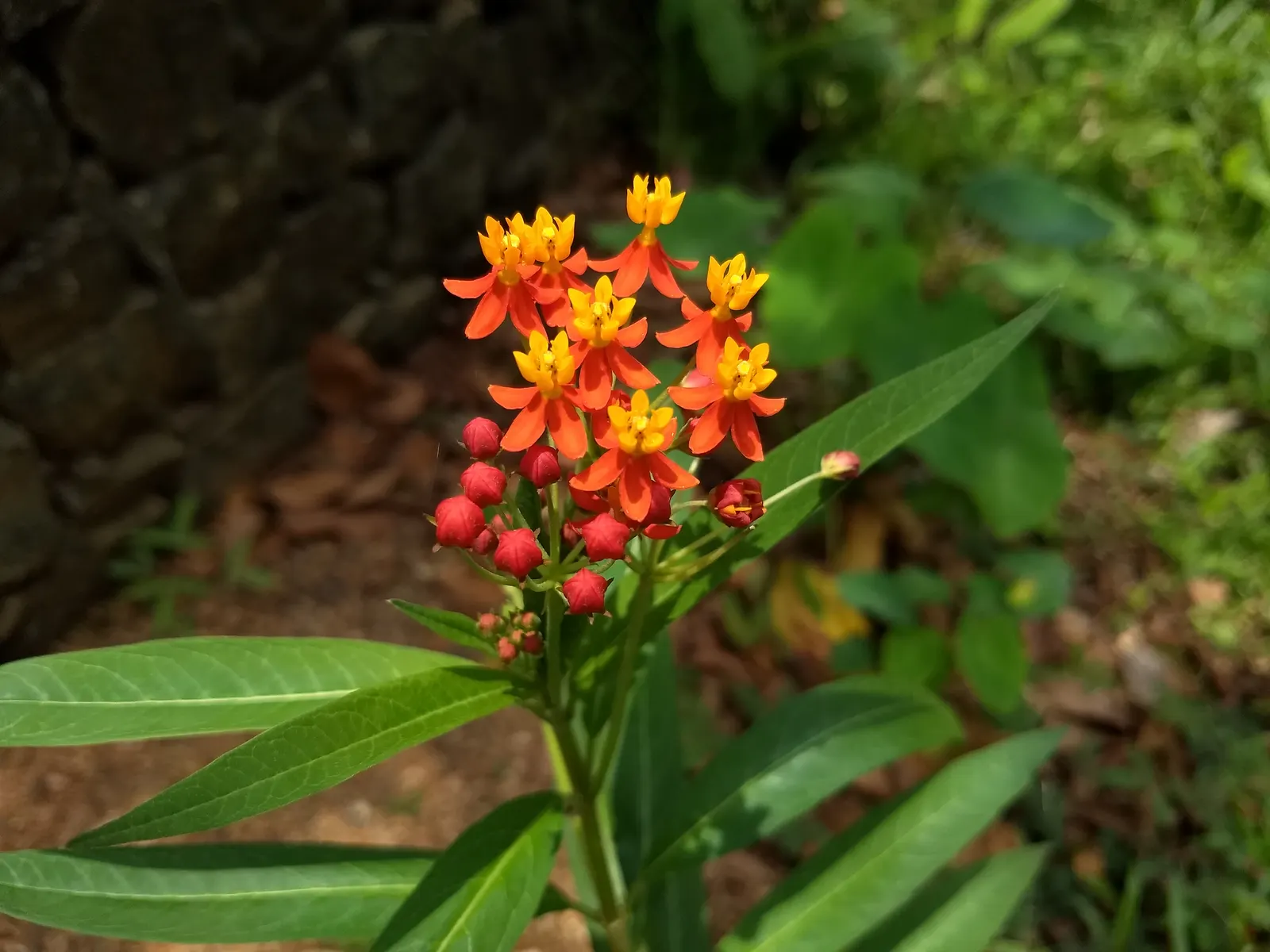 Tropical Milkweed (Asclepias Curassavica) — which bloom prolifically from early summer until the first frost; as an integral plant for pollinators