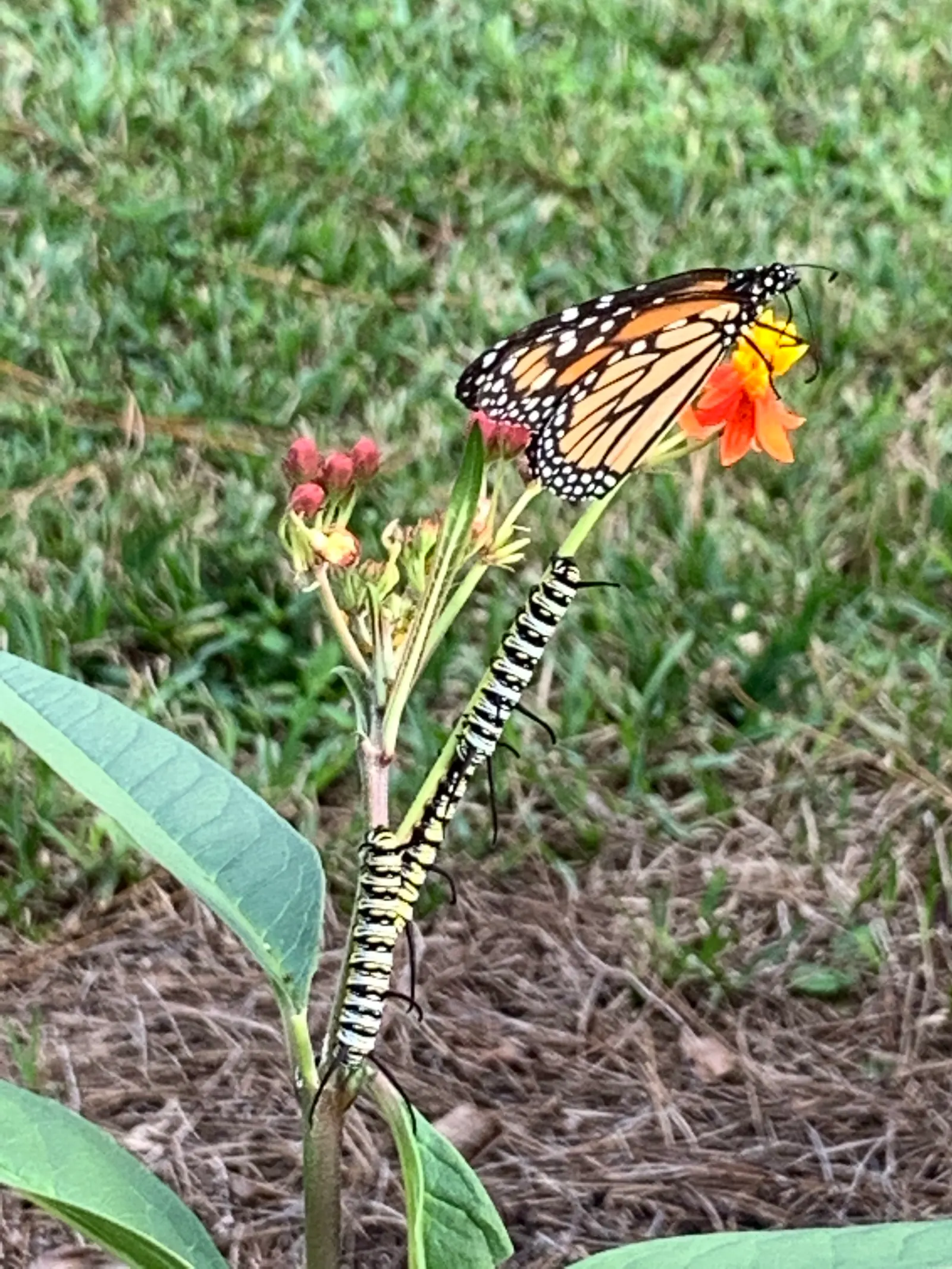 Tropical Milkweed (Asclepias Curassavica) — serving as a host for their larvae; with a deep green hue that contrasts beautifully against the fiery, image 150