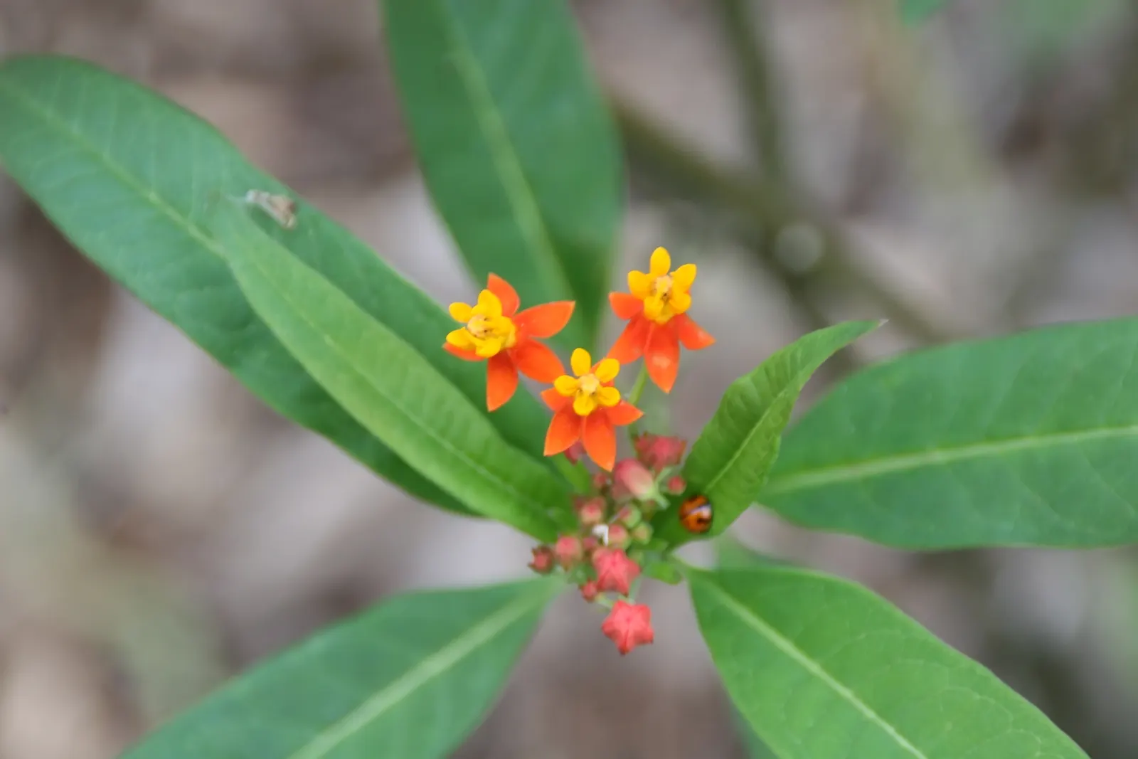 Tropical Milkweed (Asclepias Curassavica) — It is advised to space these plants 12 to 18 inches apart to allow for adequate air circulation and, image 115