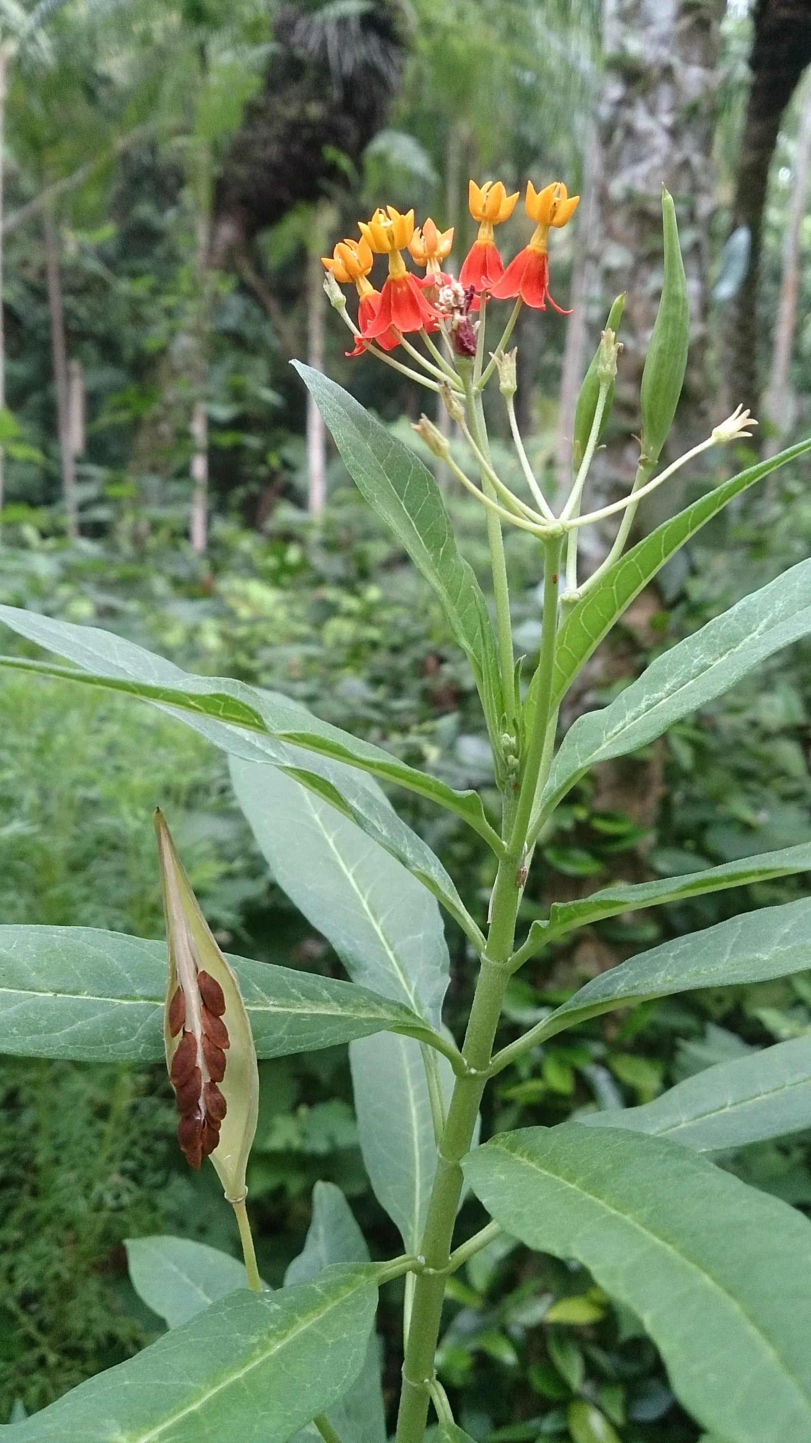 Tropical Milkweed (Asclepias Curassavica) — As an integral plant for pollinators; which bloom prolifically from early summer until the first frost, image 160