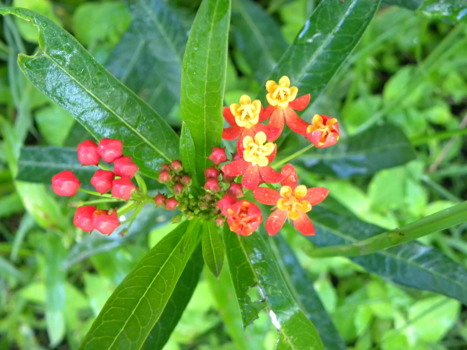 Tropical Milkweed (Asclepias Curassavica) — perennial with orange and red and yellow blooms; measuring approximately 4 to 6 inches in length, image 95