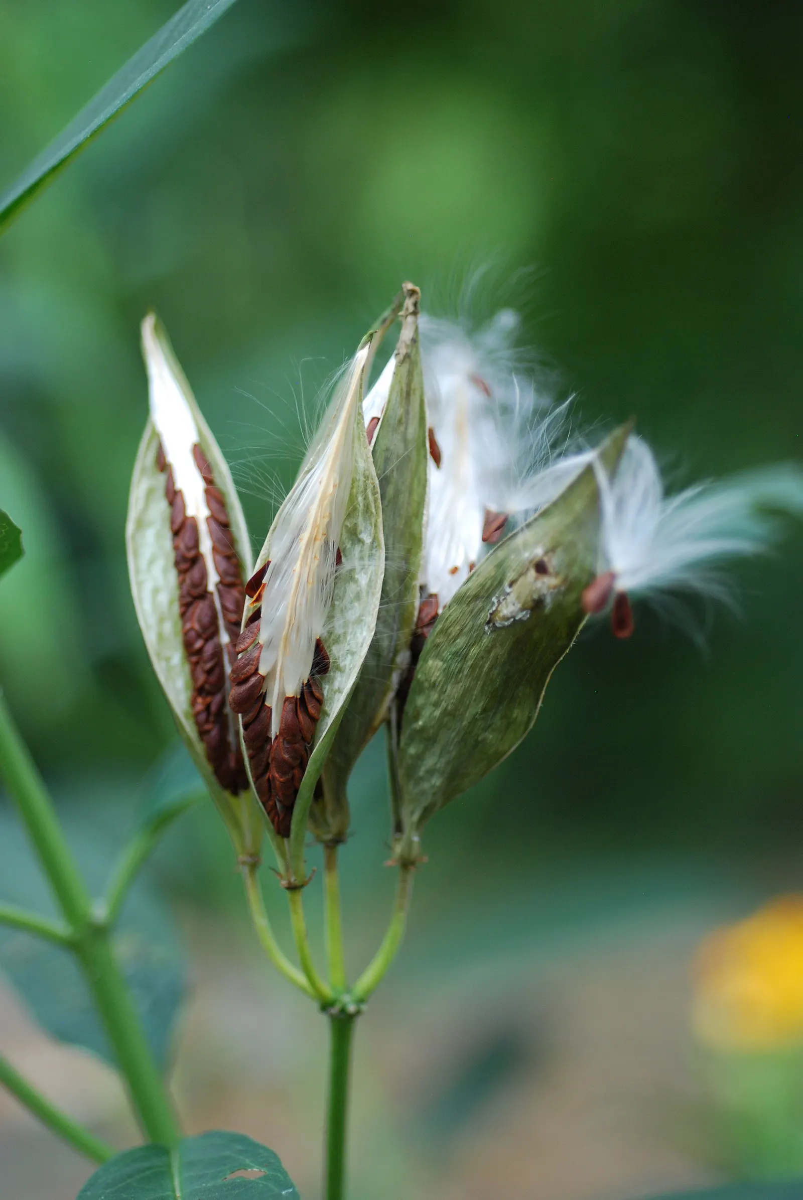 Tropical Milkweed (Asclepias Curassavica) — so caution is advised when handling